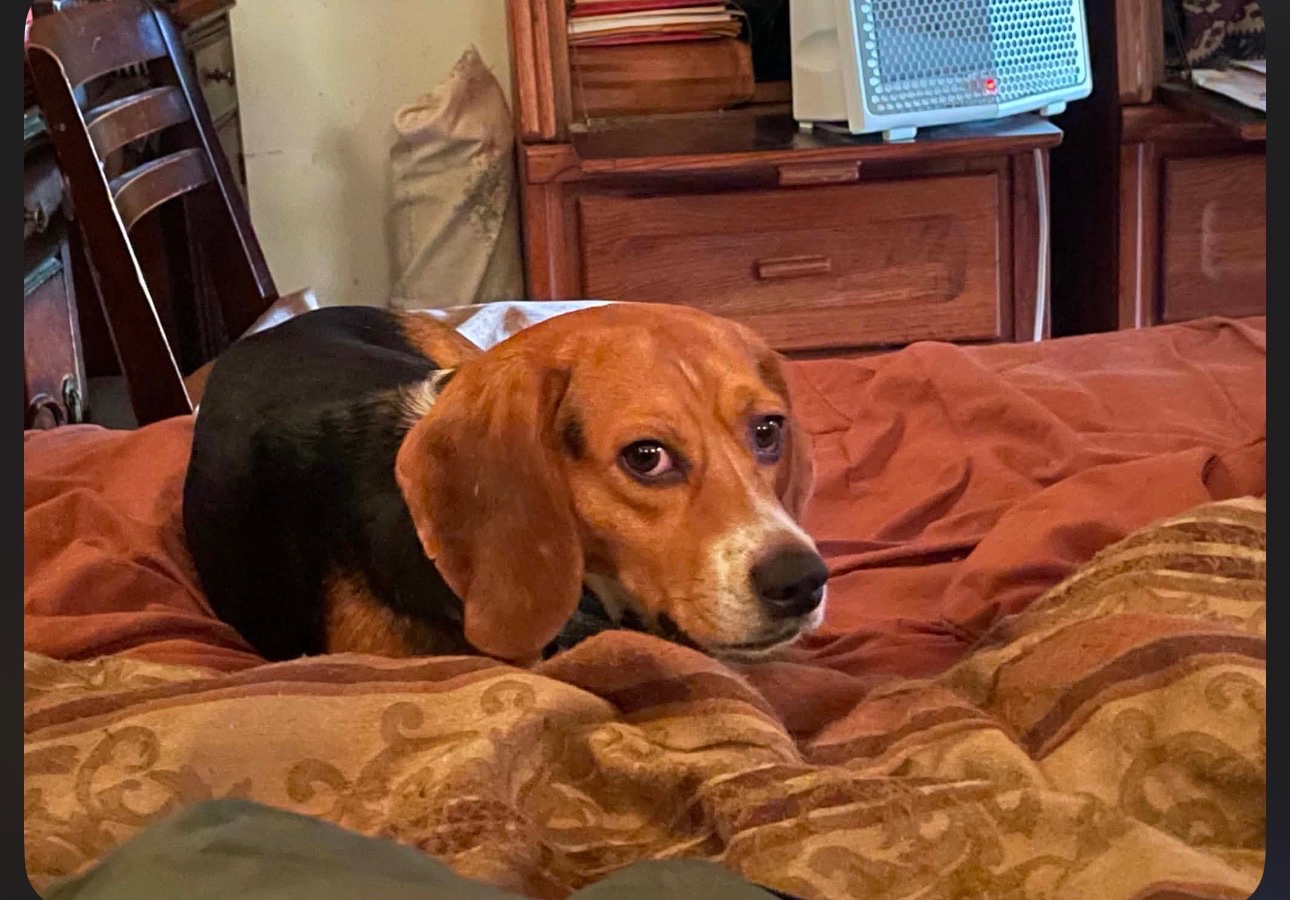 Help Brenda Secure Brewster's Safe Porch campaign photo, 2 of 8