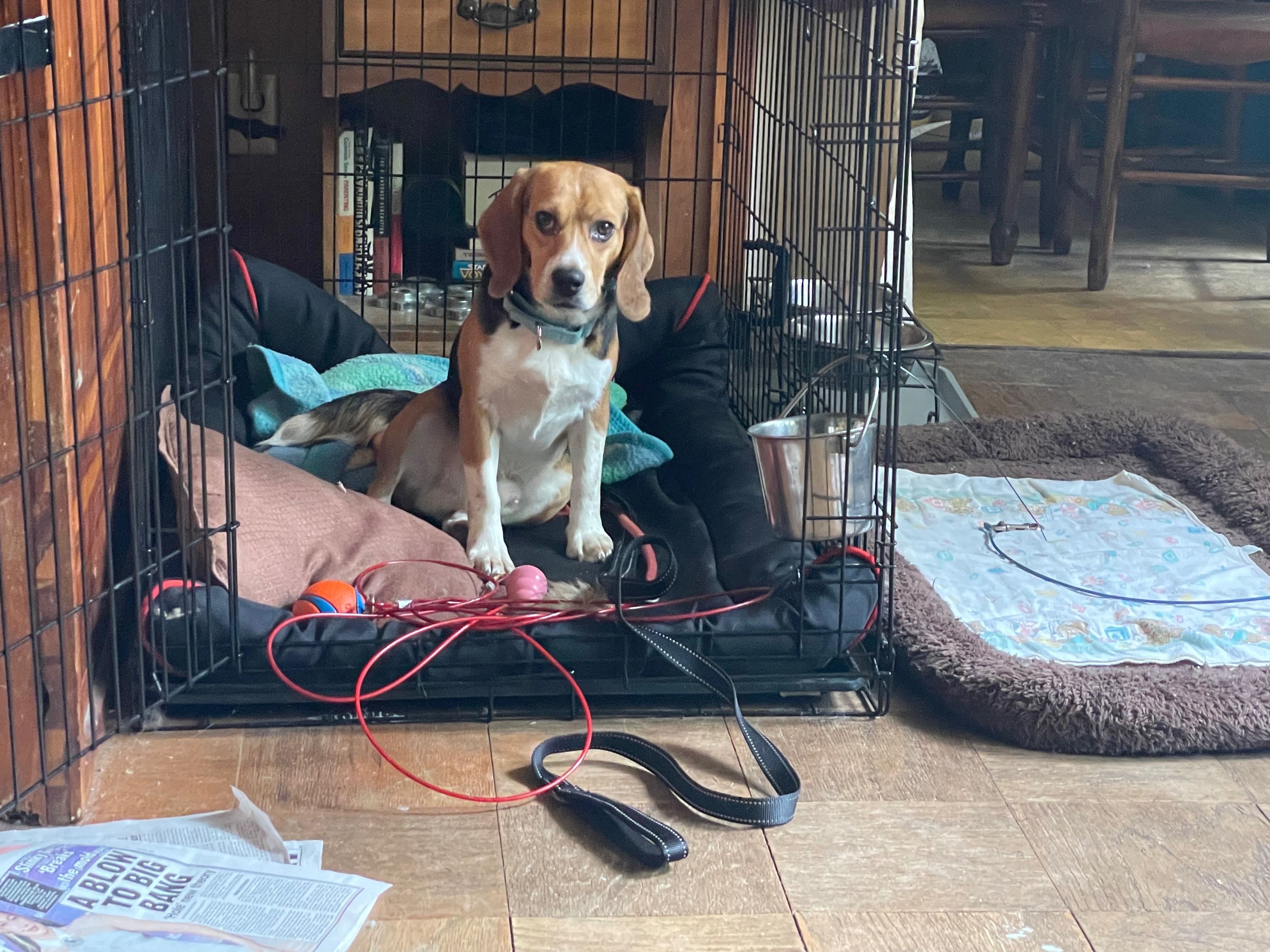 Help Brenda Secure Brewster's Safe Porch campaign photo, 5 of 8