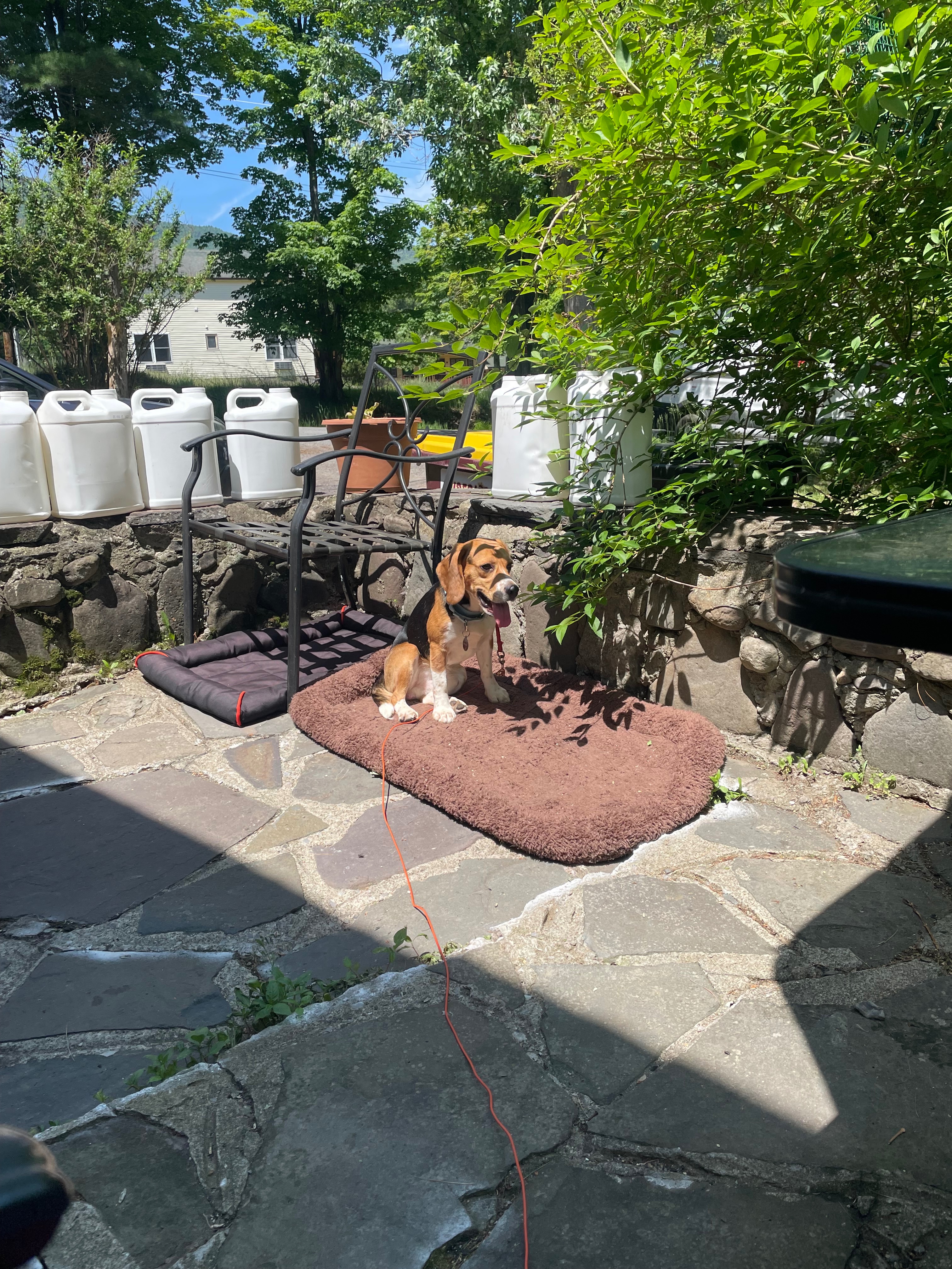 Help Brenda Secure Brewster's Safe Porch campaign photo, 6 of 8