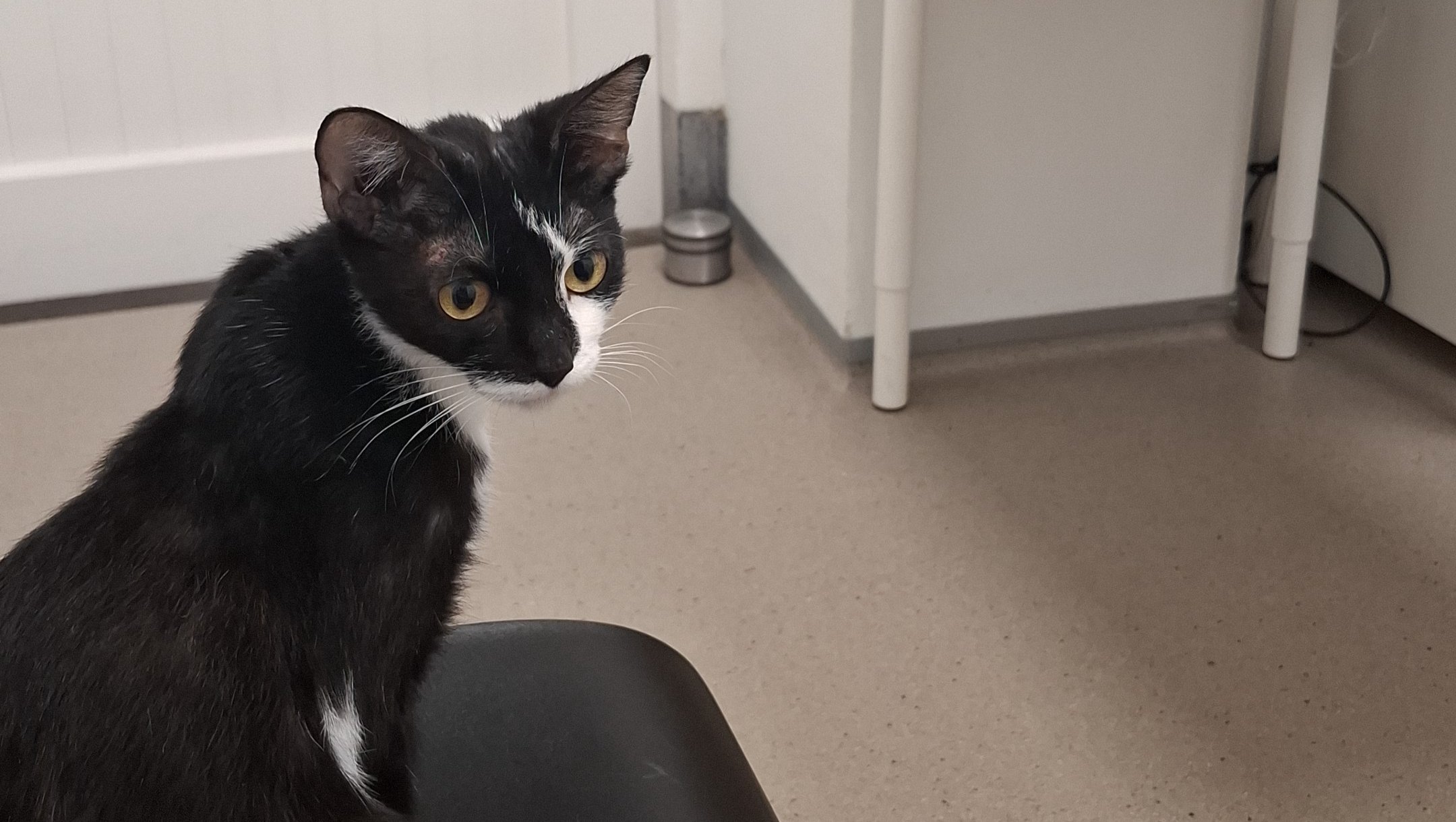 FIP traject voor Suki photo