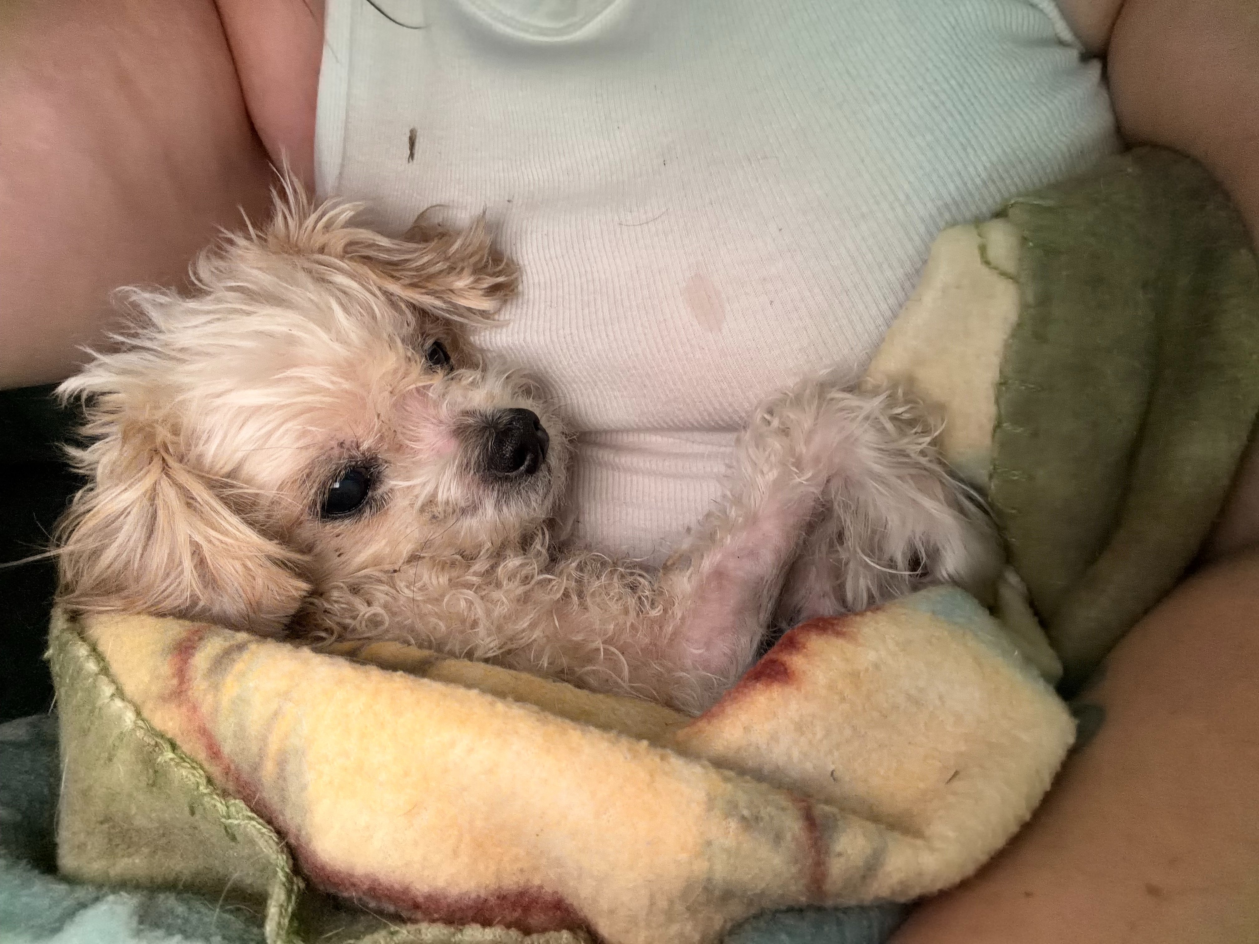 Help Us Build a Legacy for Rescue Animals! campaign photo, 5 of 6