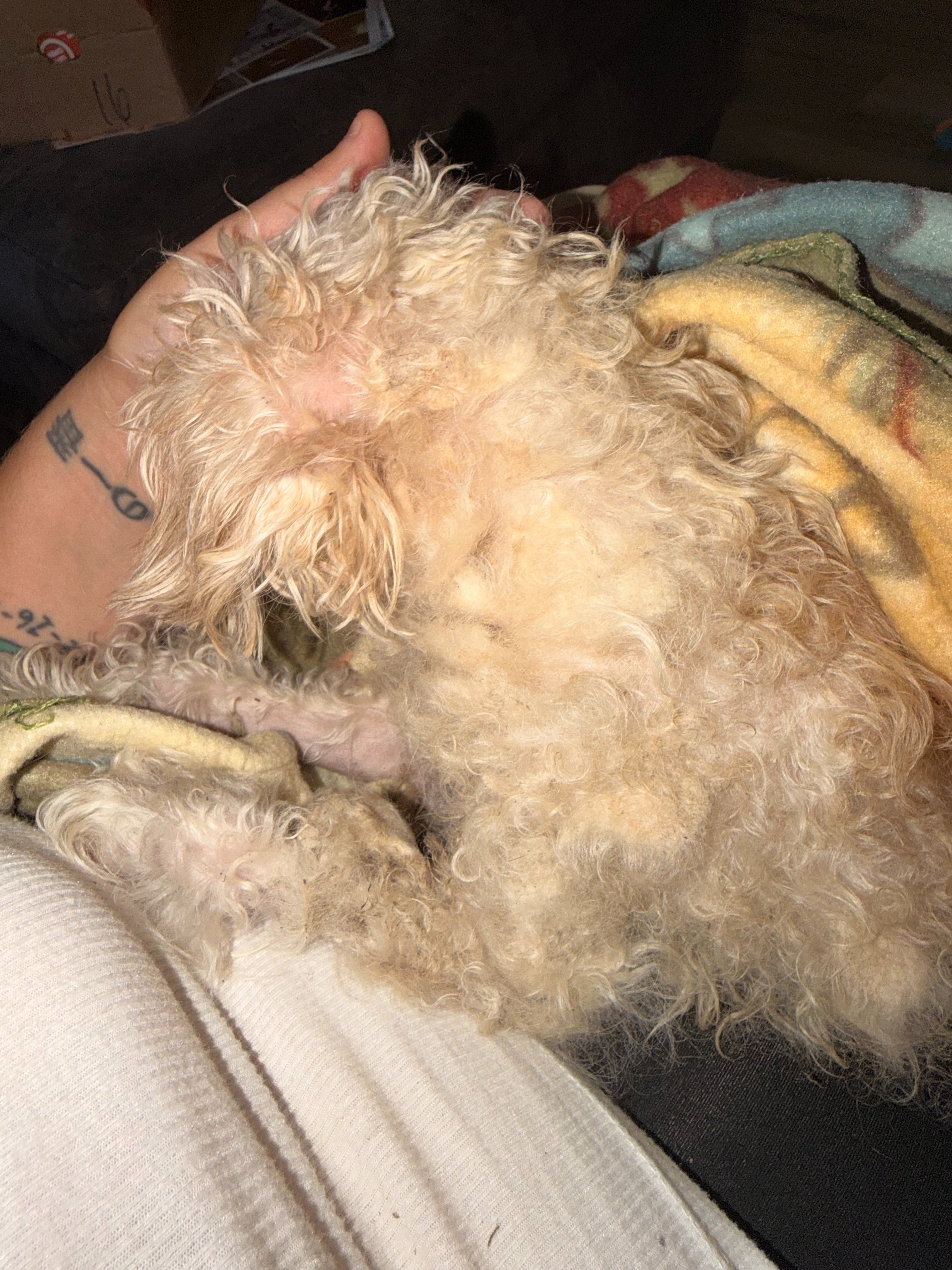 Help Us Build a Legacy for Rescue Animals! campaign photo, 2 of 6
