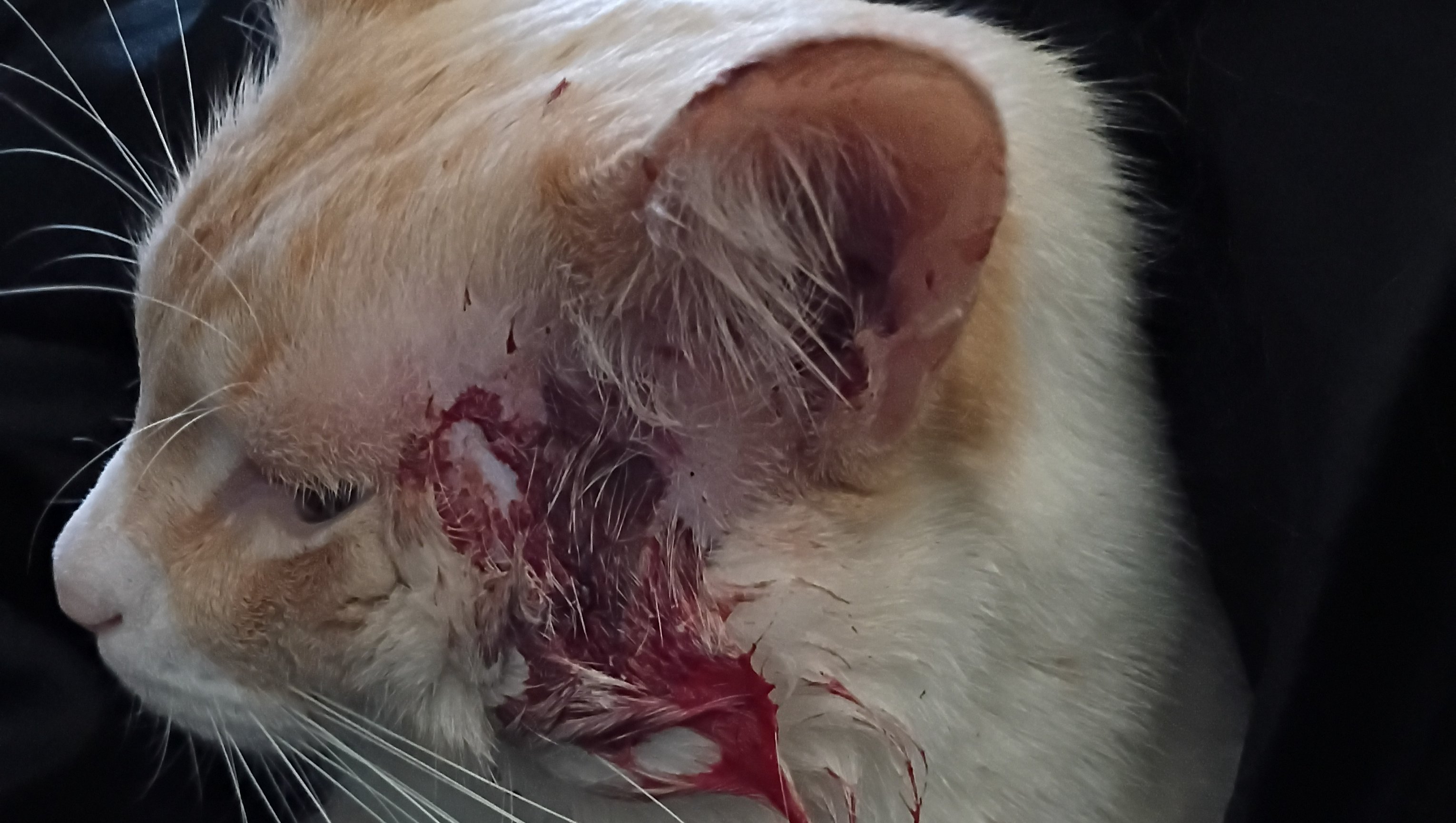 Help My Kitty Get Emergency Vet Care