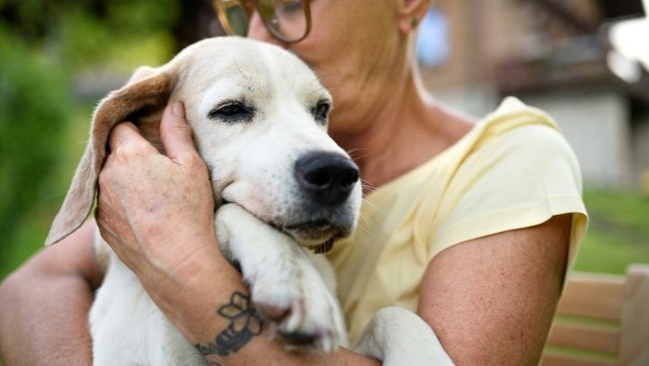 Wedding Donations for Humane World