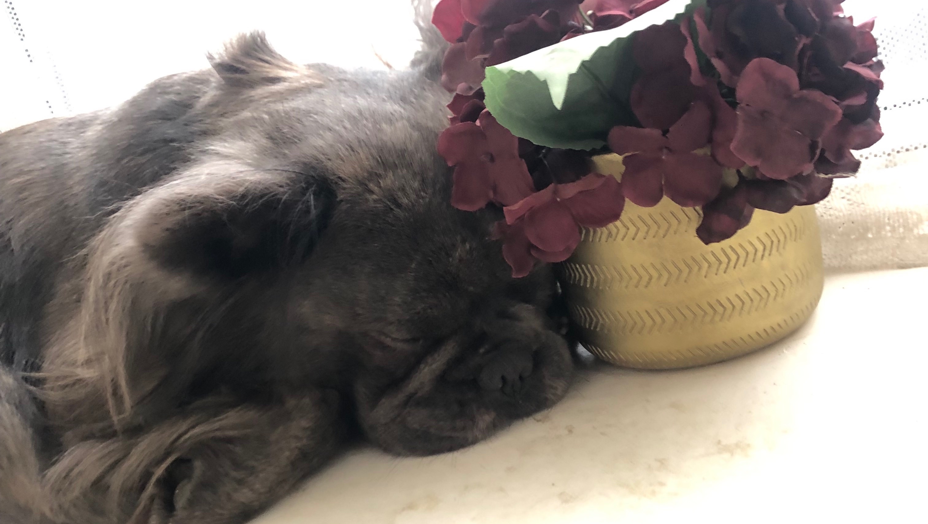 Help Arlo Find His Forever Friend! photo