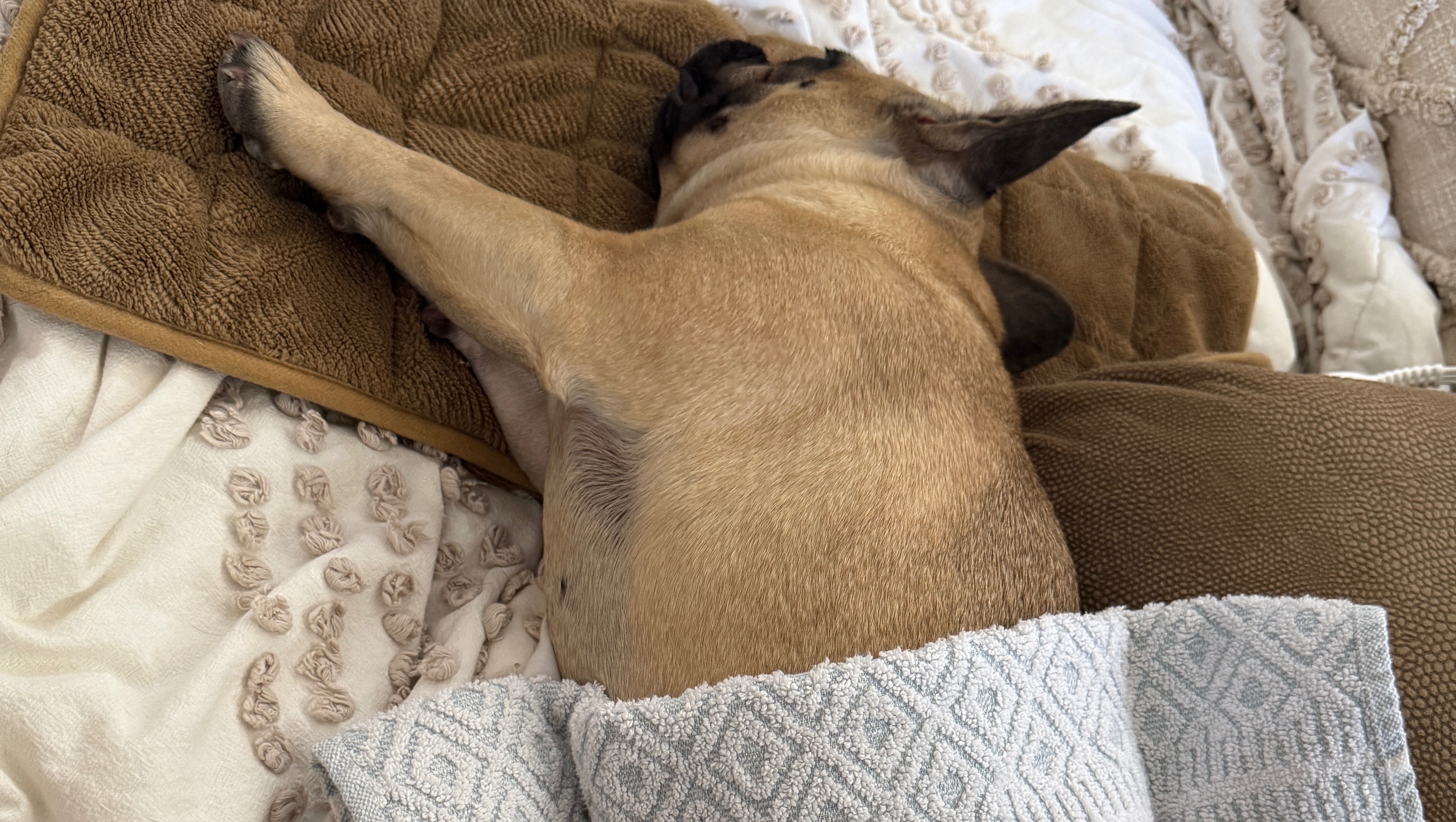 Help Gemma Get the Care She Needs photo