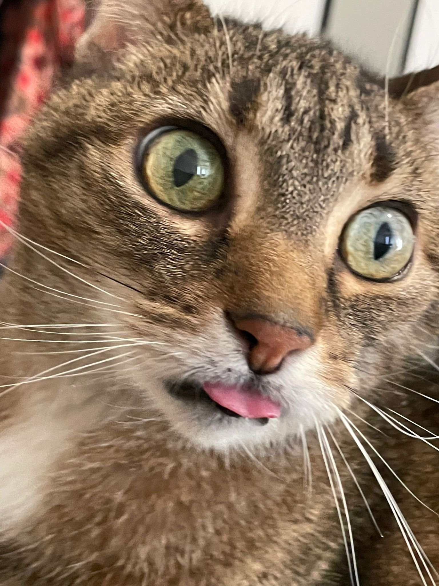 Help our sick cat Birdy campaign photo, 2 of 8