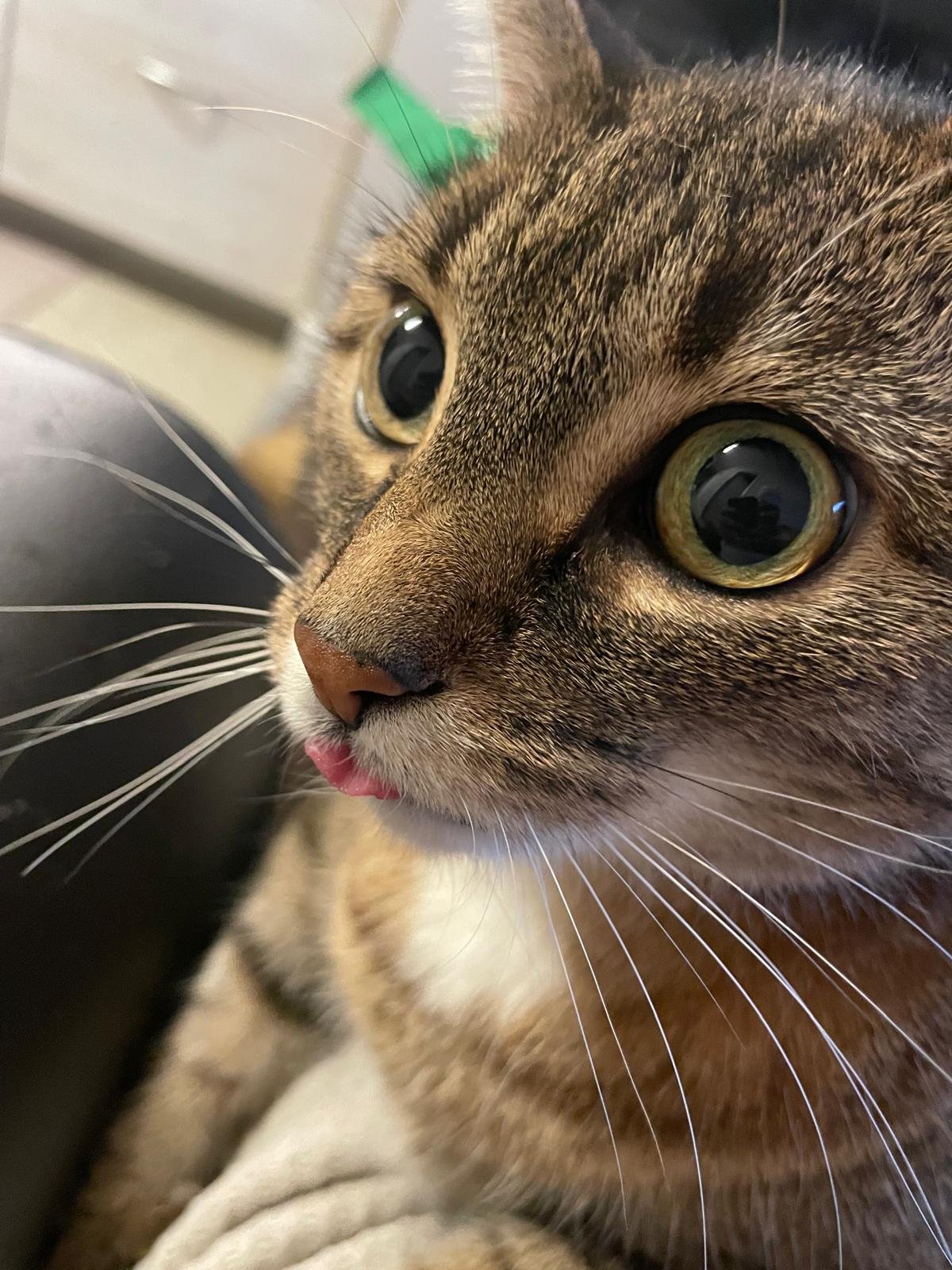 Help our sick cat Birdy campaign photo, 4 of 8