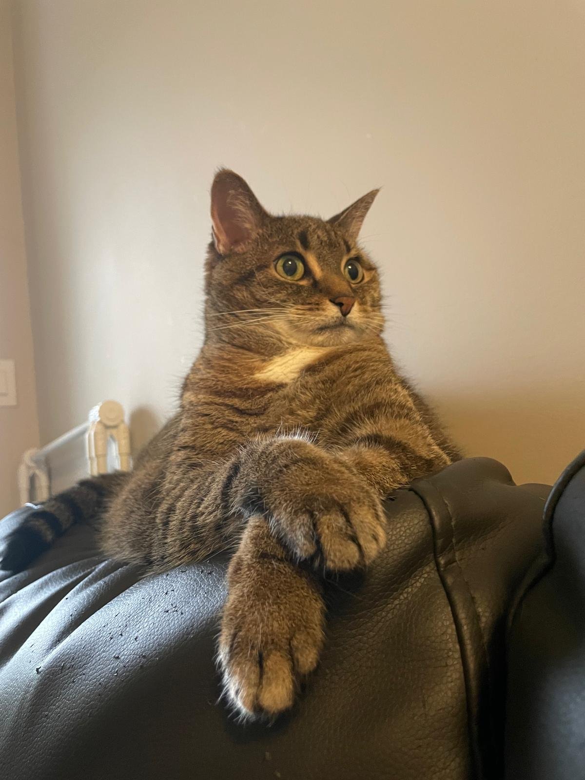 Help our sick cat Birdy campaign photo, 5 of 8