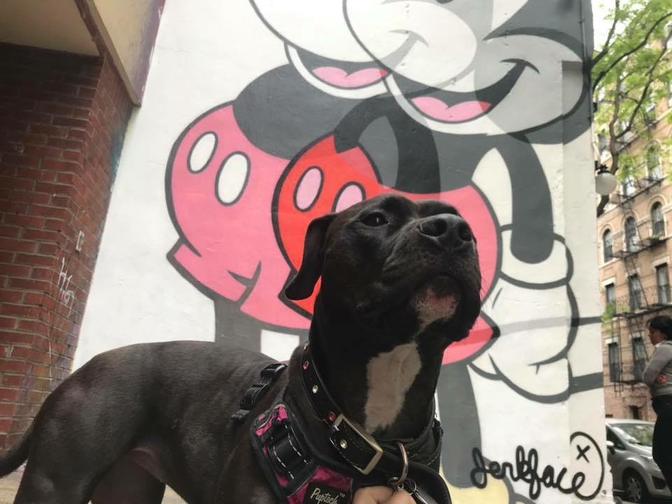 Help Possum Heal for Her 10th Birthday campaign photo, 6 of 7