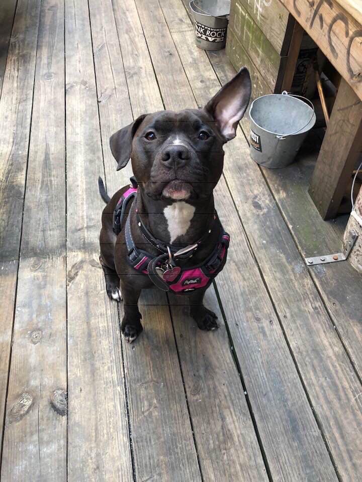 Help Possum Heal for Her 10th Birthday campaign photo, 2 of 7