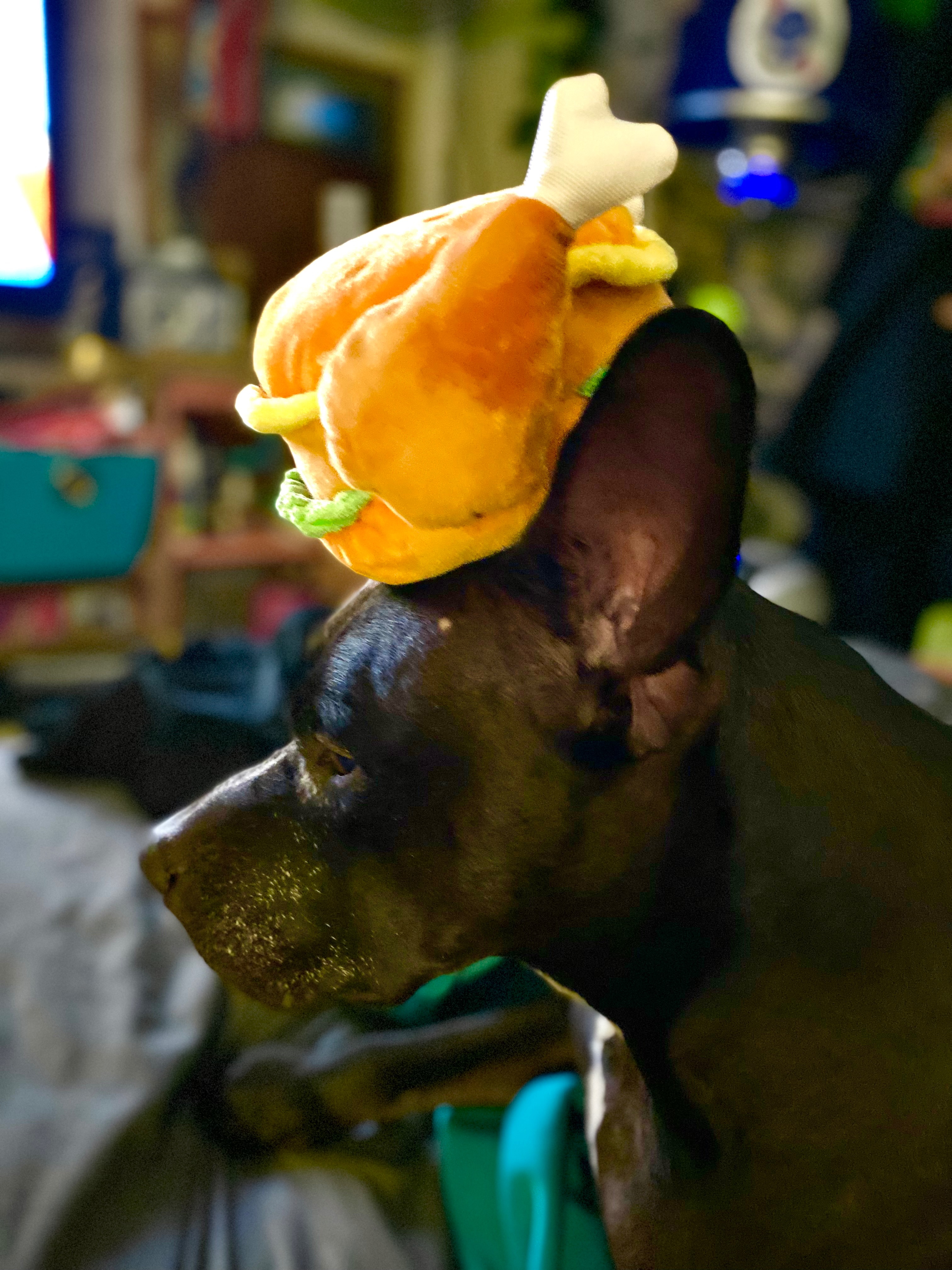 Help Possum Heal for Her 10th Birthday campaign photo, 5 of 7