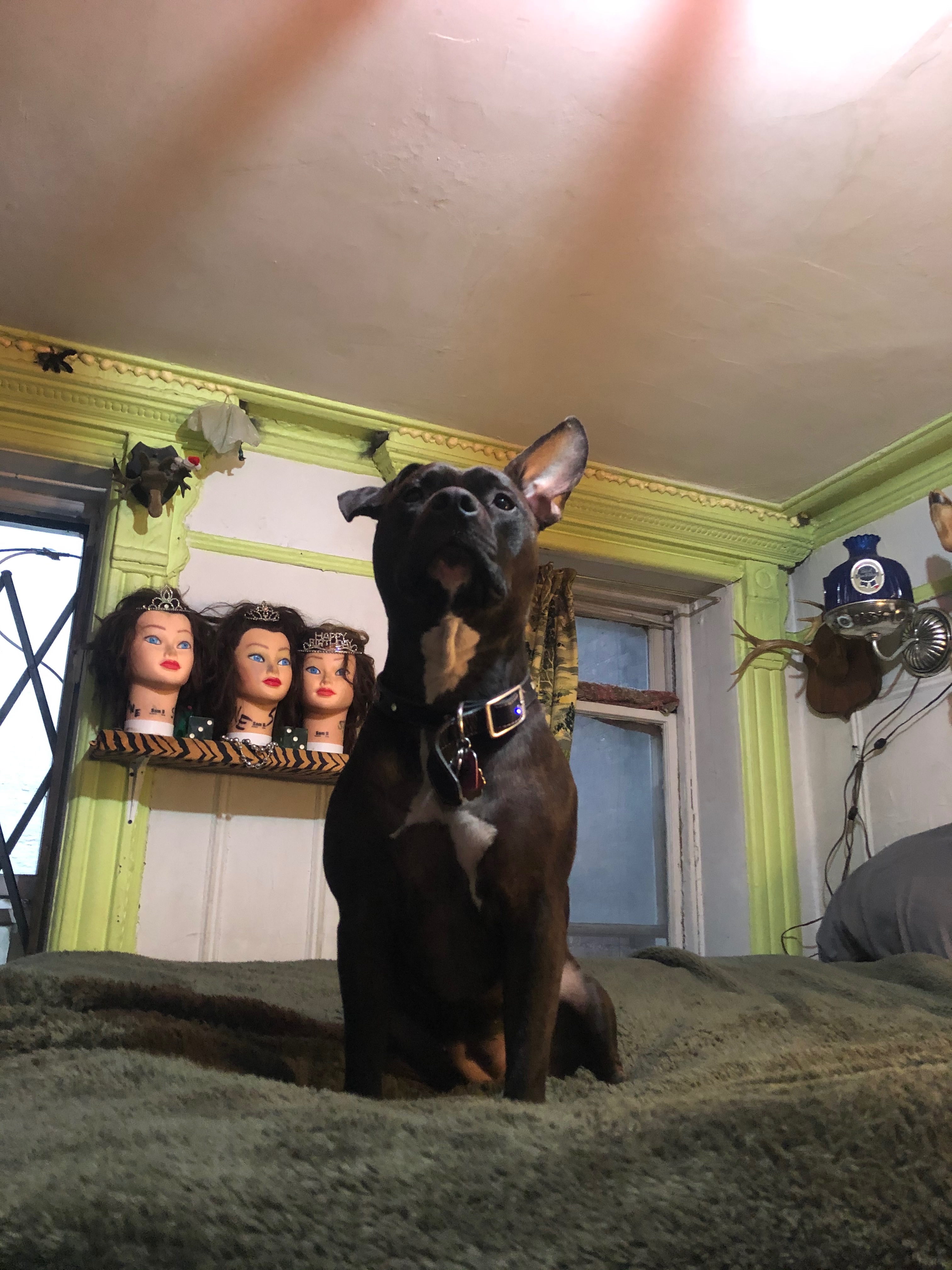 Help Possum Heal for Her 10th Birthday campaign photo, 4 of 7