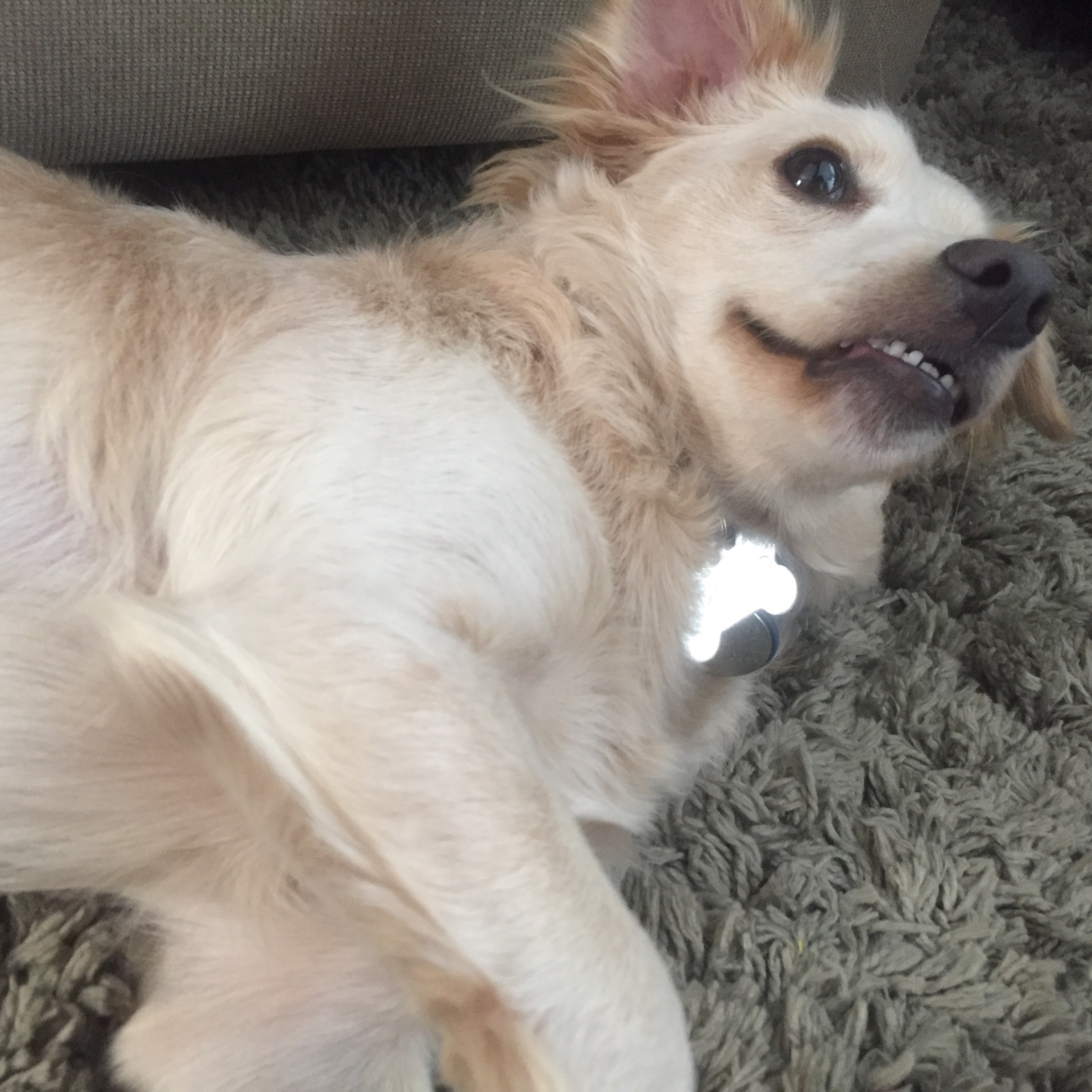 Help Our Golden Boy: Vet Expenses campaign photo, 7 of 8