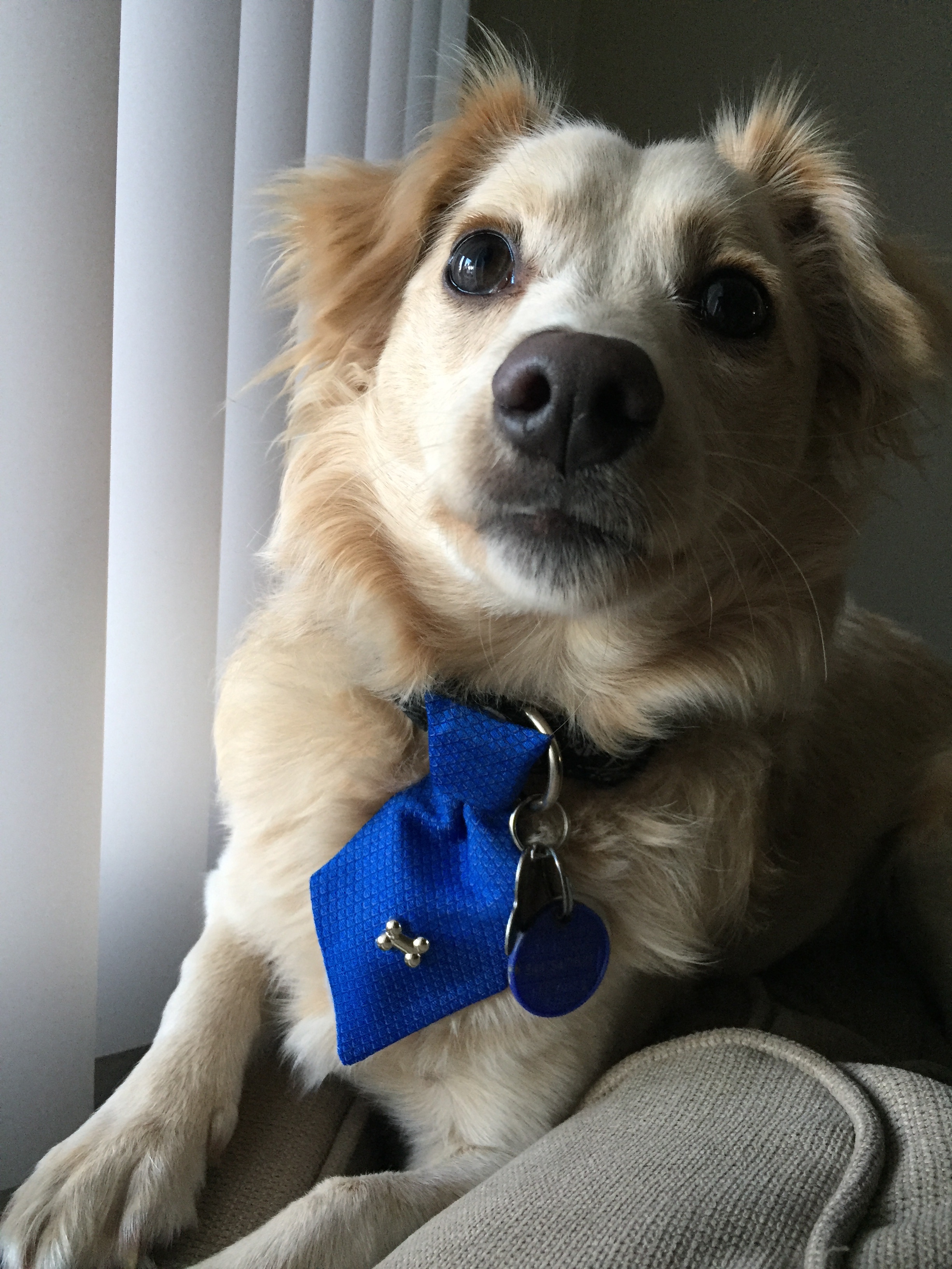 Help Our Golden Boy: Vet Expenses campaign photo, 2 of 8