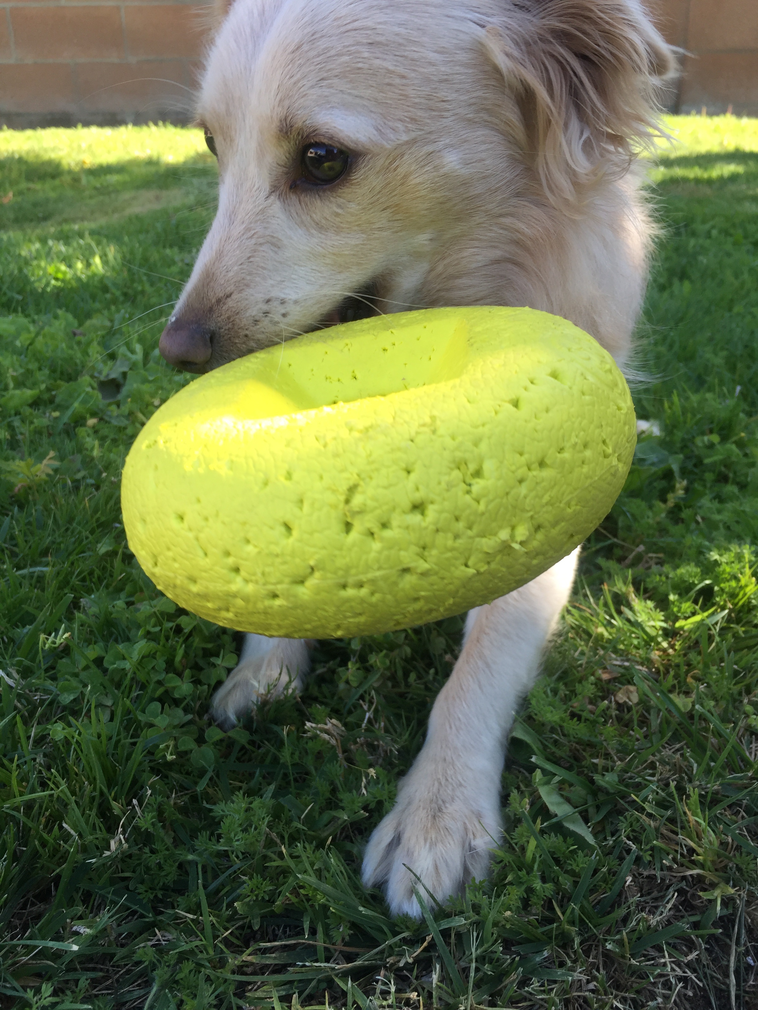 Help Our Golden Boy: Vet Expenses campaign photo, 4 of 8