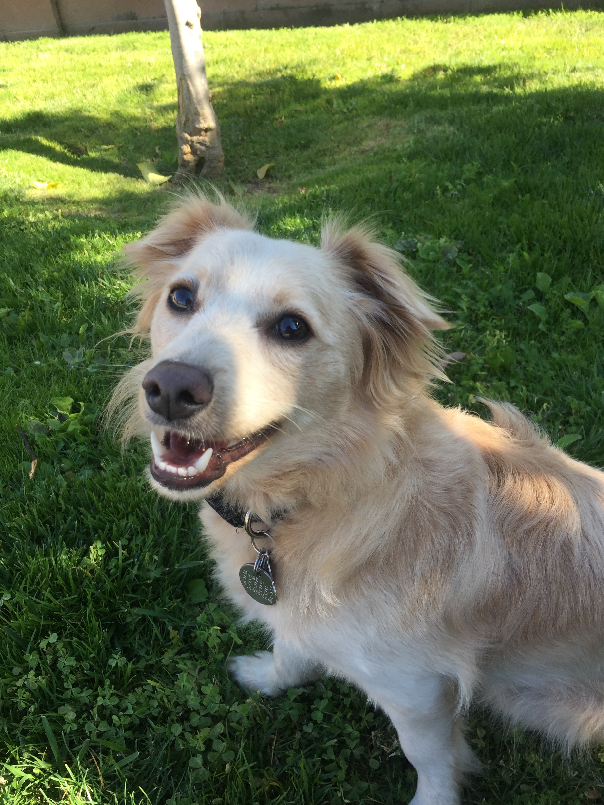 Help Our Golden Boy: Vet Expenses campaign photo, 5 of 8