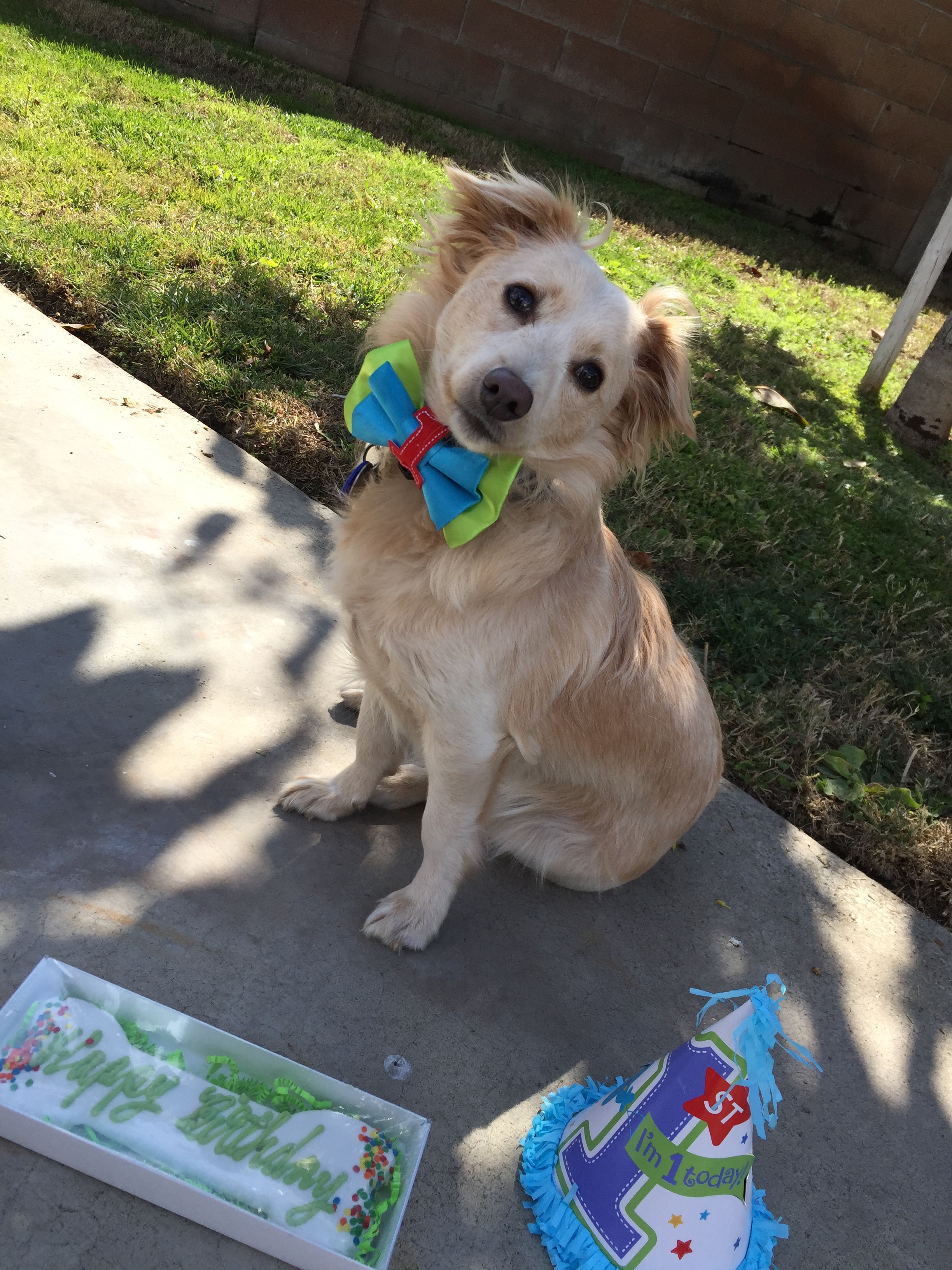 Help Our Golden Boy: Vet Expenses campaign photo, 6 of 8