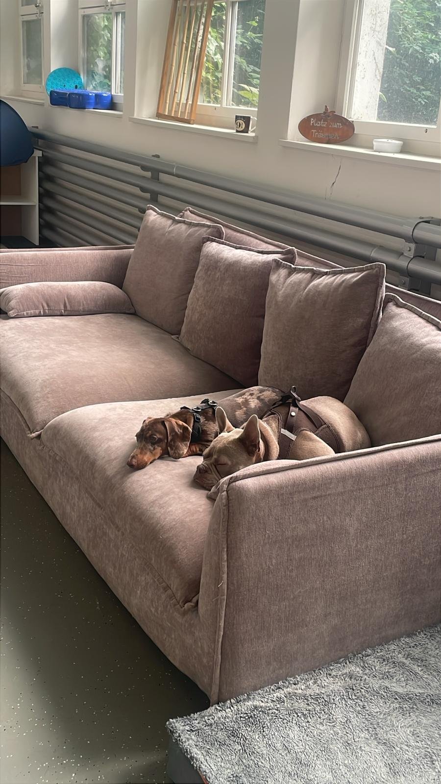 DRINGEND-sichere Ruheplätze für Hunde in unserer HuTa campaign photo, 5 of 7