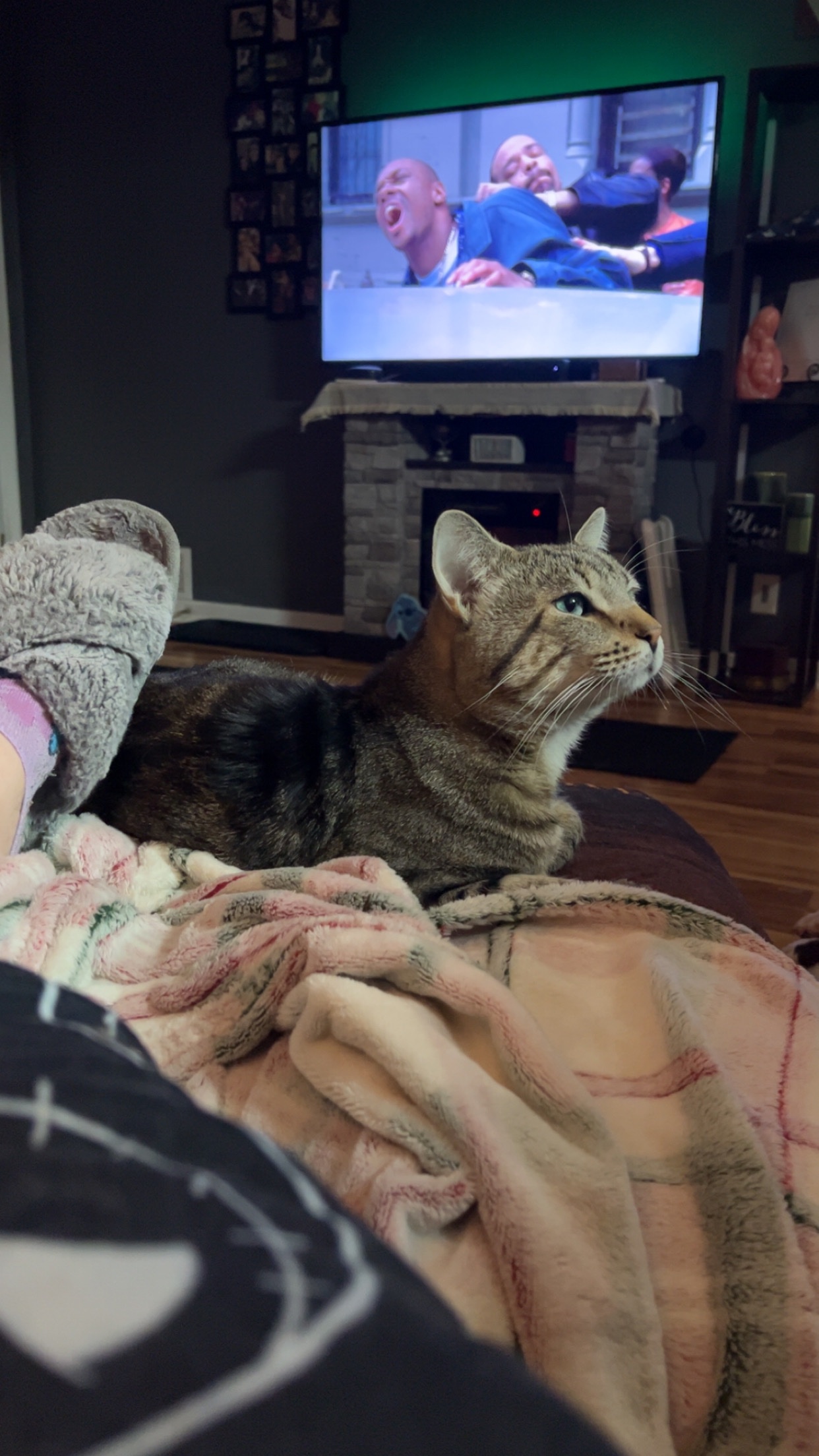Help Myers the Cat Get Life-Saving Treatment campaign photo, 7 of 8
