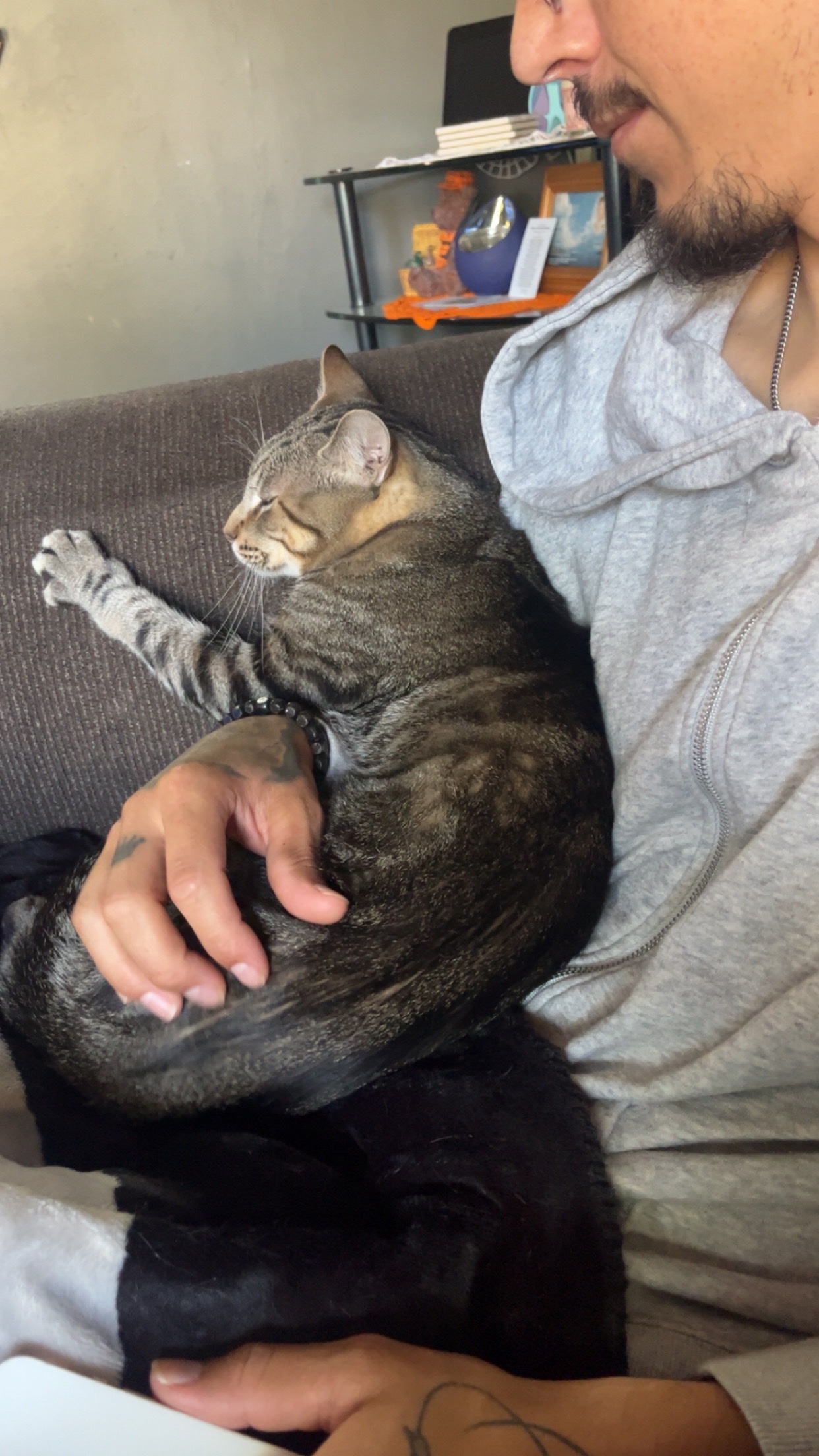 Help Myers the Cat Get Life-Saving Treatment campaign photo, 2 of 8