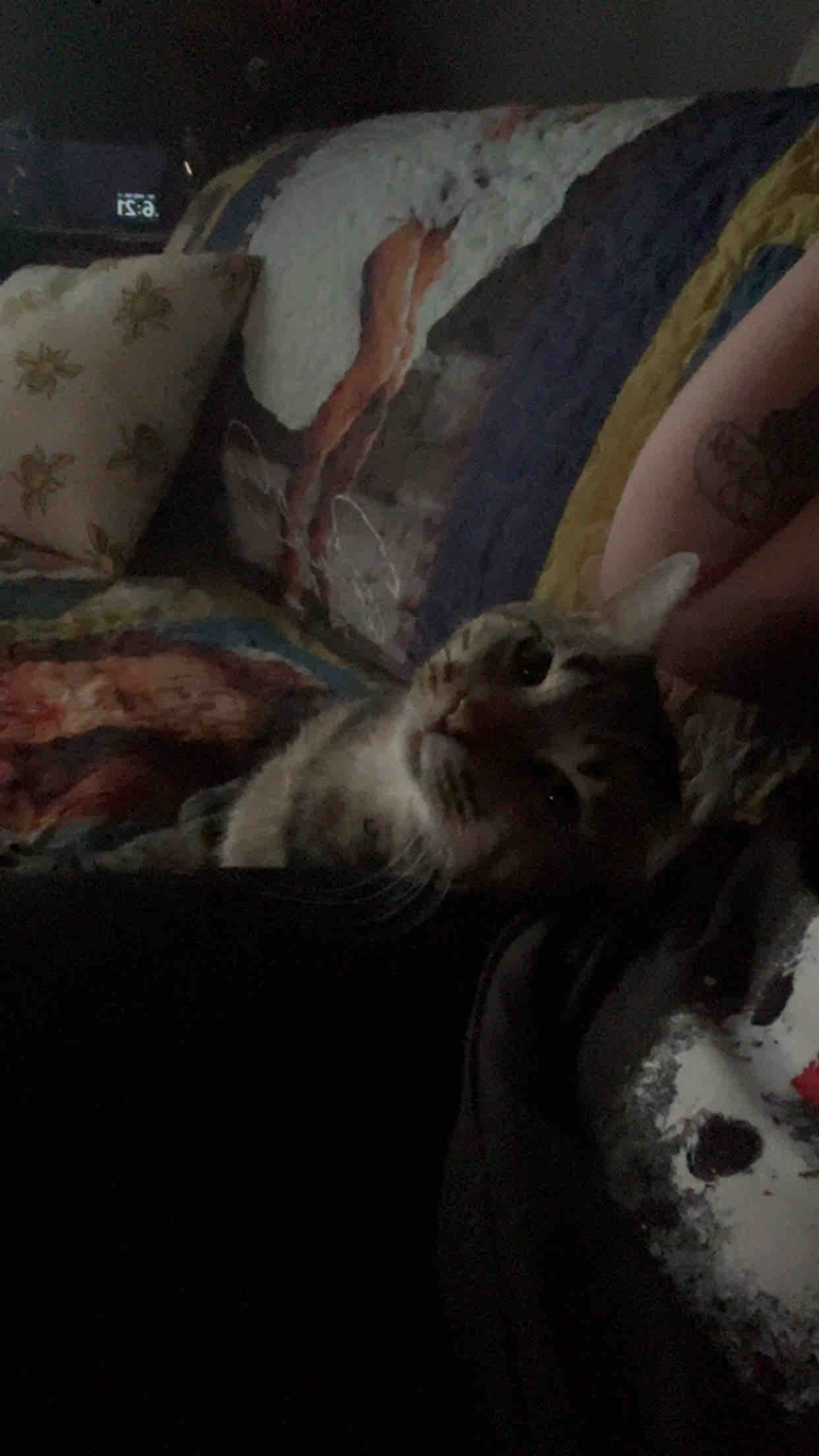 Help Myers the Cat Get Life-Saving Treatment campaign photo, 4 of 8