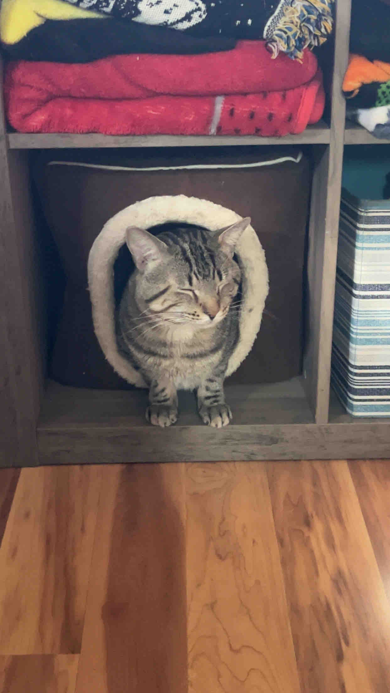 Help Myers the Cat Get Life-Saving Treatment campaign photo, 5 of 8