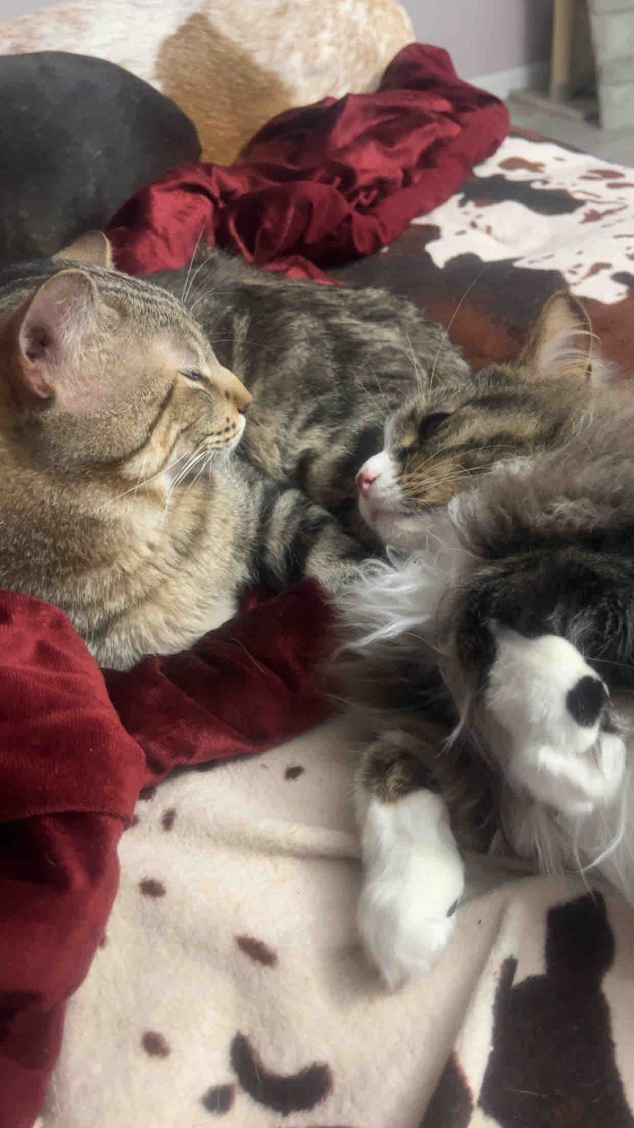 Help Myers the Cat Get Life-Saving Treatment campaign photo, 6 of 8