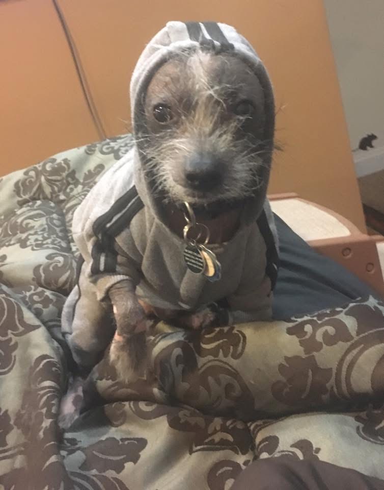 Caring for Our Beloved Hairless Chinese Crested Dogs campaign photo, 4 of 8