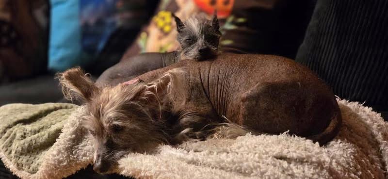 Caring for Our Beloved Hairless Chinese Crested Dogs campaign photo, 7 of 8