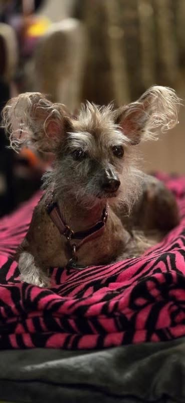 Caring for Our Beloved Hairless Chinese Crested Dogs campaign photo, 2 of 8