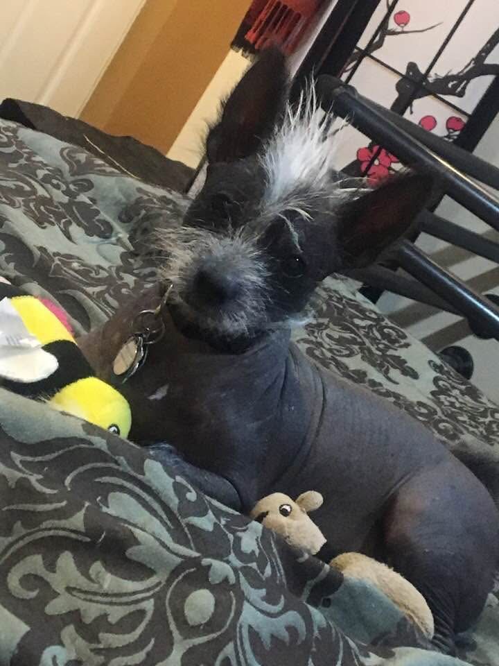 Caring for Our Beloved Hairless Chinese Crested Dogs campaign photo, 5 of 8