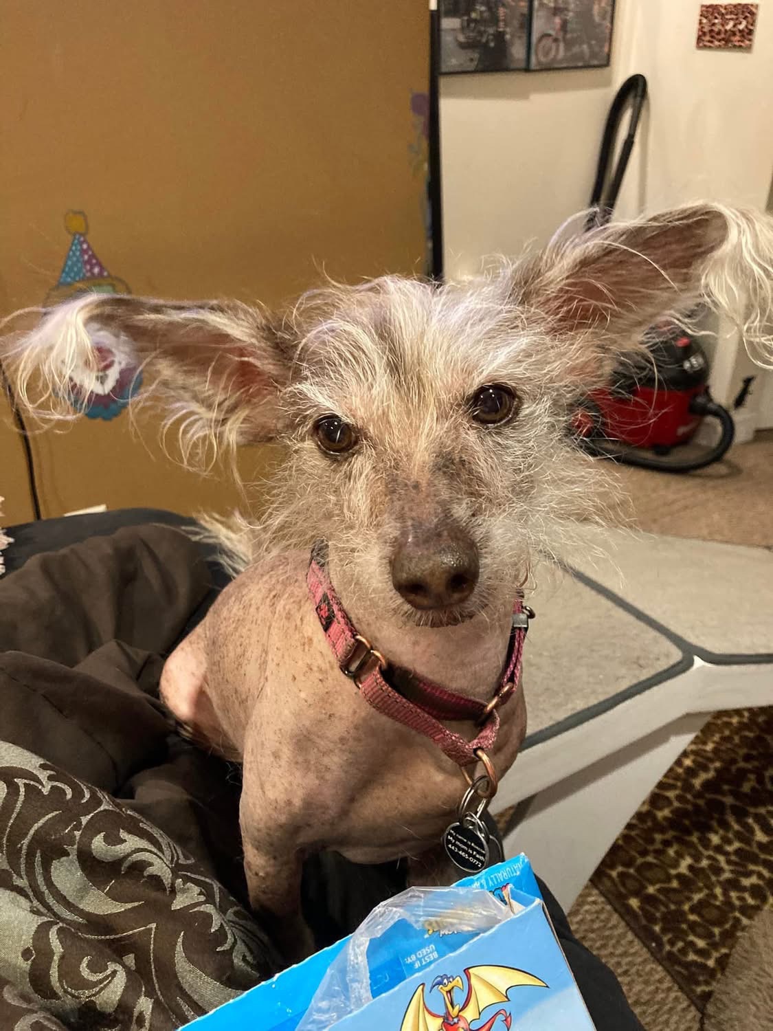 Caring for Our Beloved Hairless Chinese Crested Dogs campaign photo, 6 of 8
