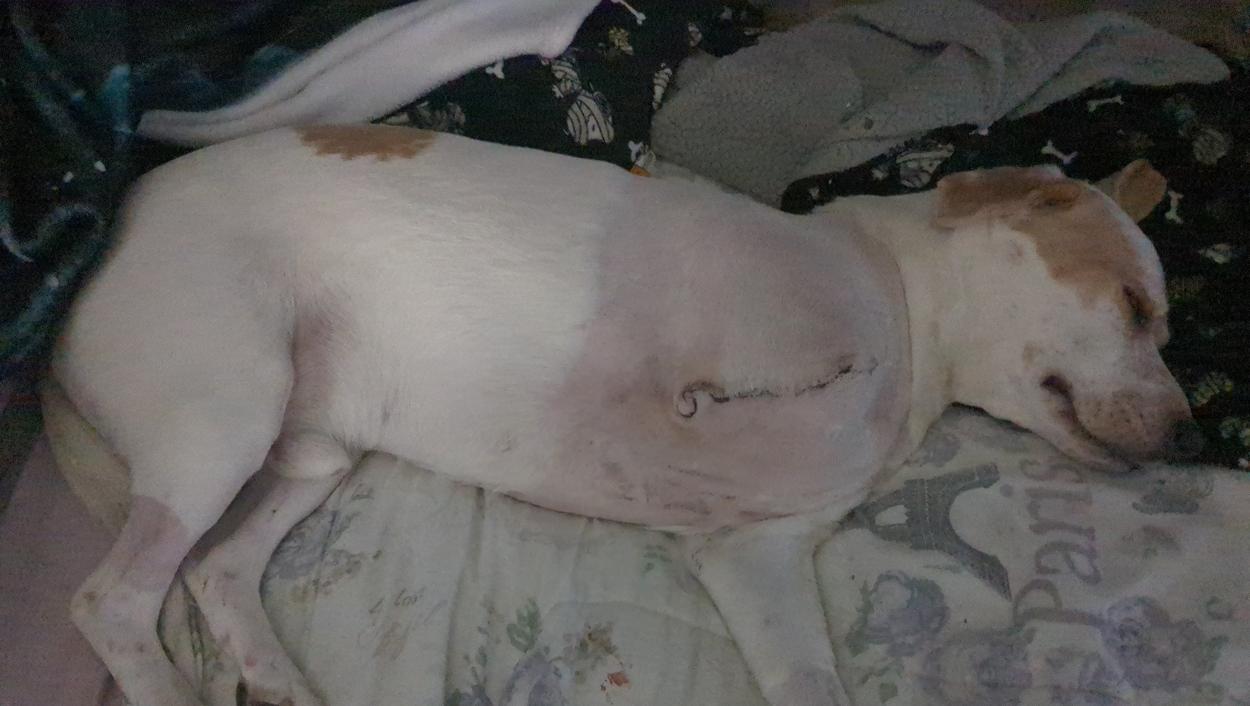 Plz help Apollos family with the vet bills photo