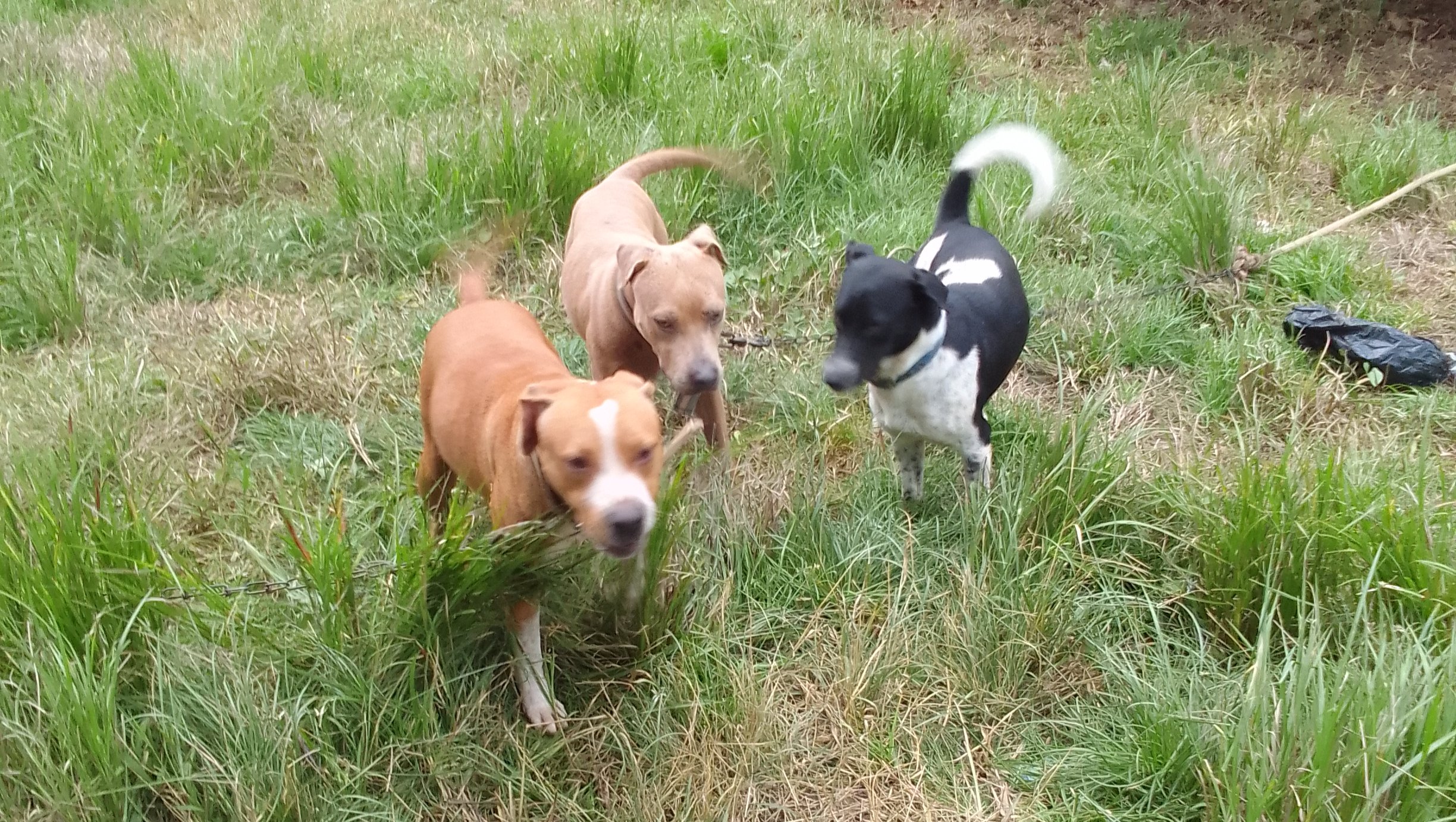 Ayudar a llos animales abandonado por los dueño  adoptarlo  photo