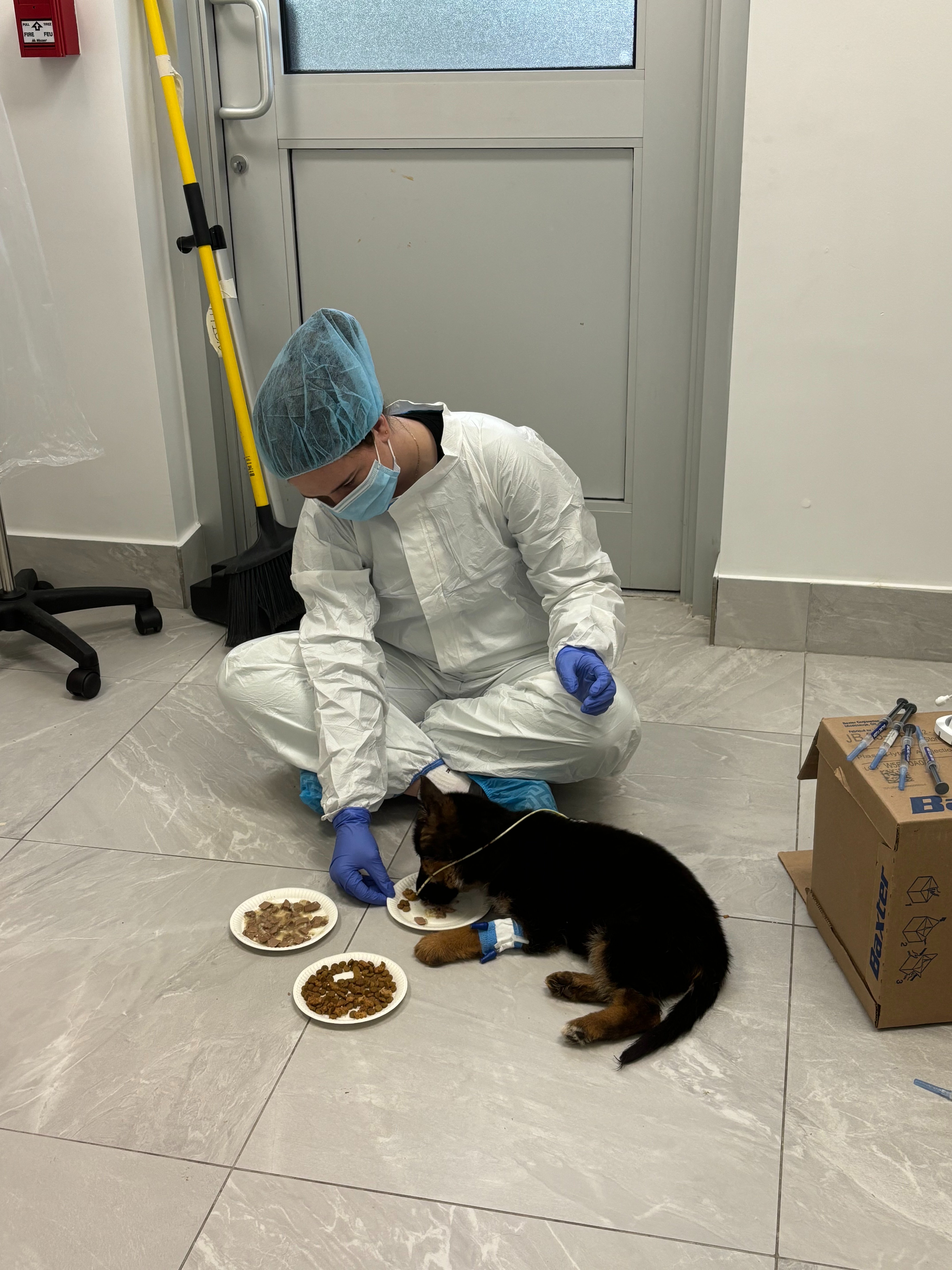 Help Me Achieve My Dream of Becoming a Veterinarian campaign photo, 2 of 8