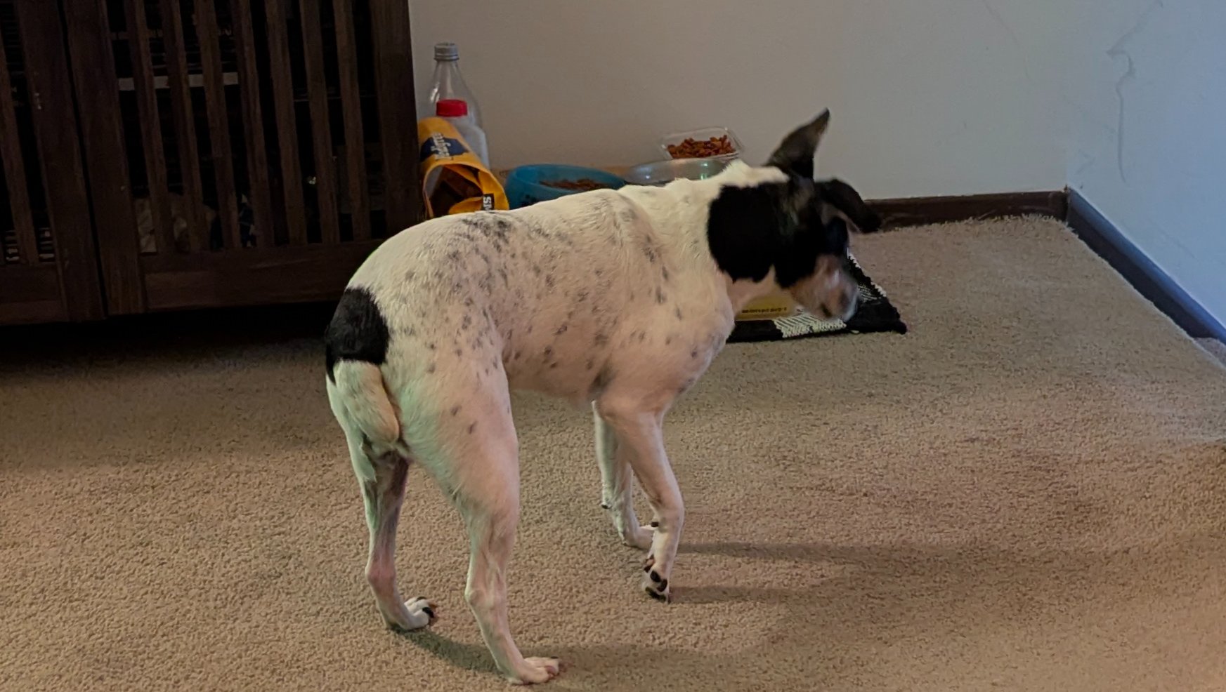 Urgent help for Sadie's care. photo
