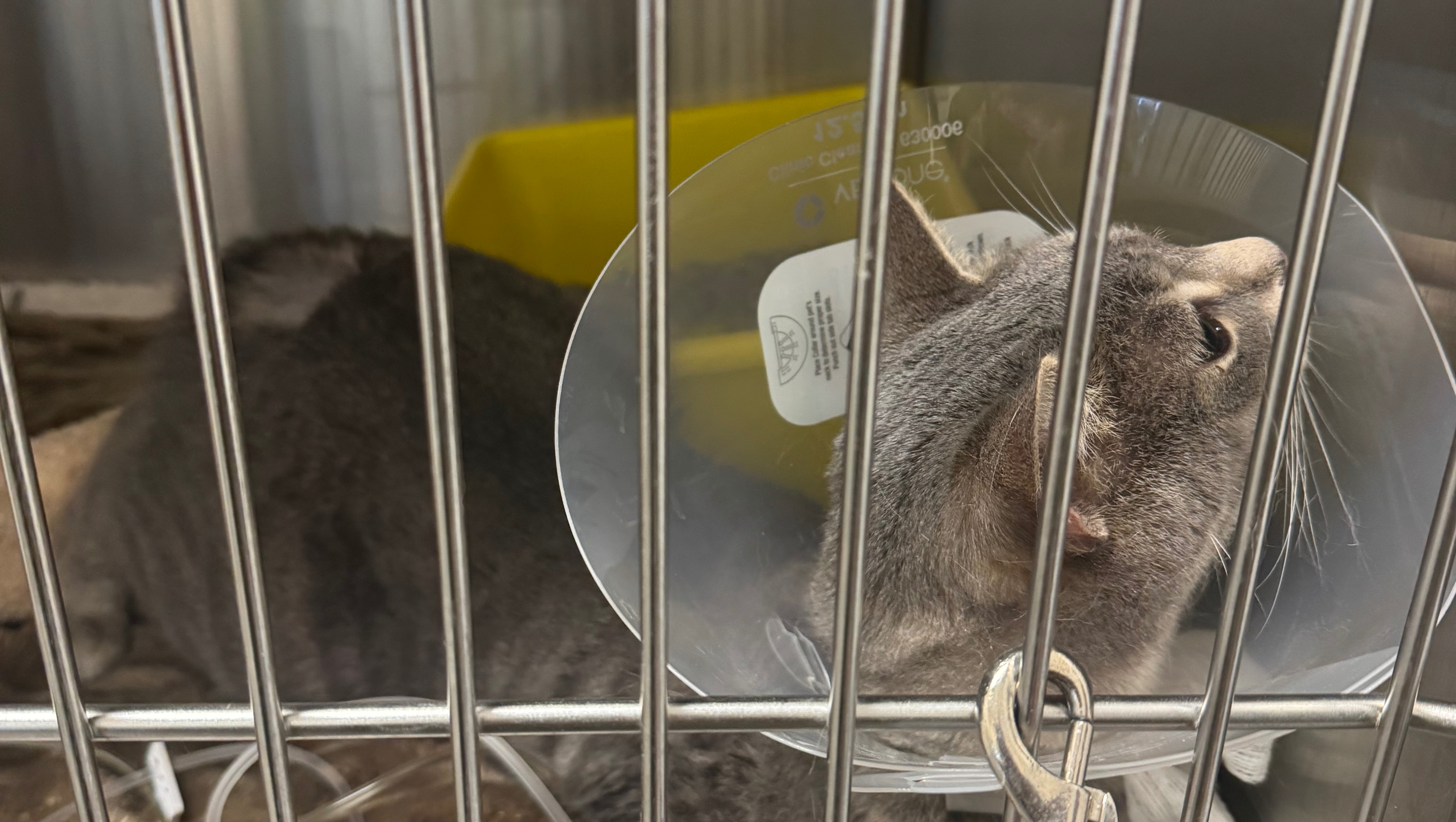 Help Save Keanu: Emergency Urinary Blockage Treatment photo