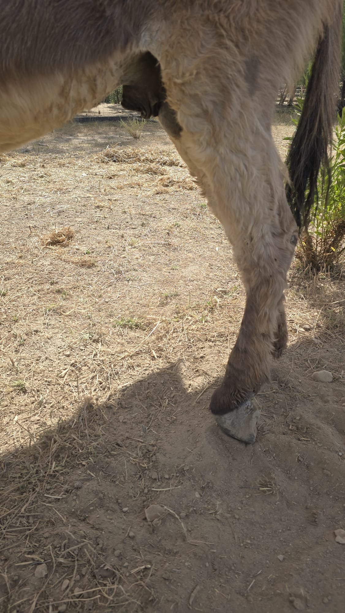 Fundraiser by Rachael Wheeler : Medical help for Thunder the Donkey