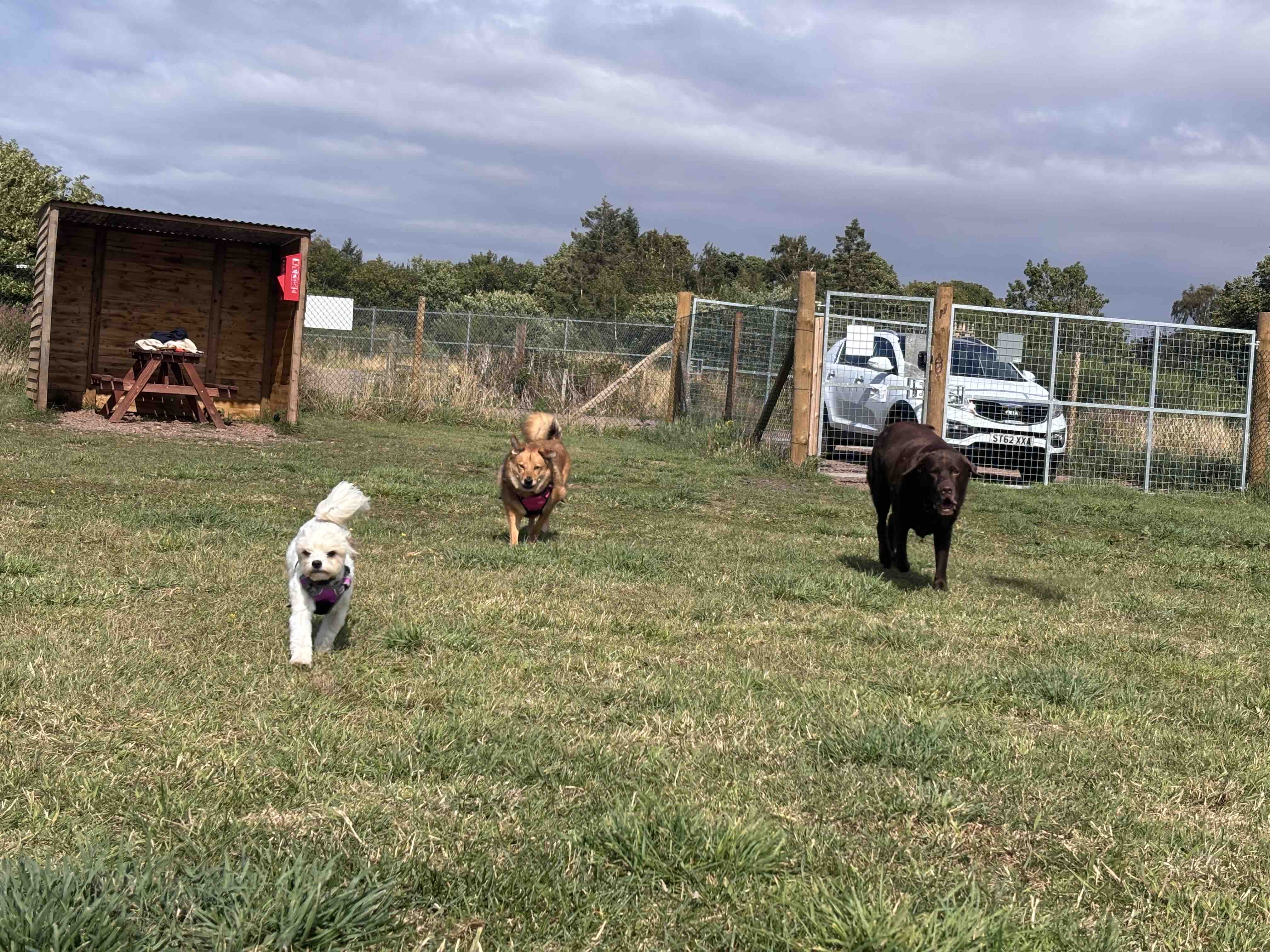 Love4Dogs Rescue campaign photo, 4 of 5