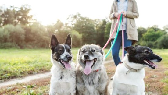Celebrate My Birthday by Supporting Humane World