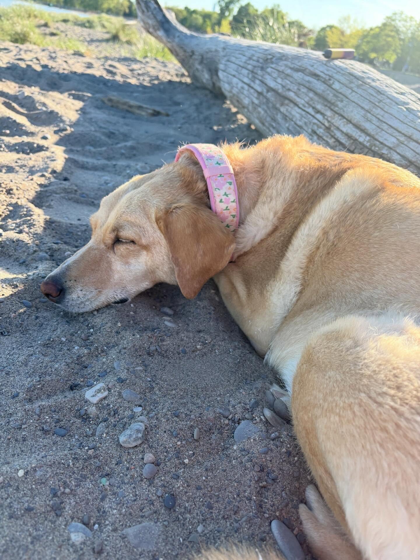 Our Dog Walking Family Doggin Around Needs Our help for Bea campaign photo, 2 of 8