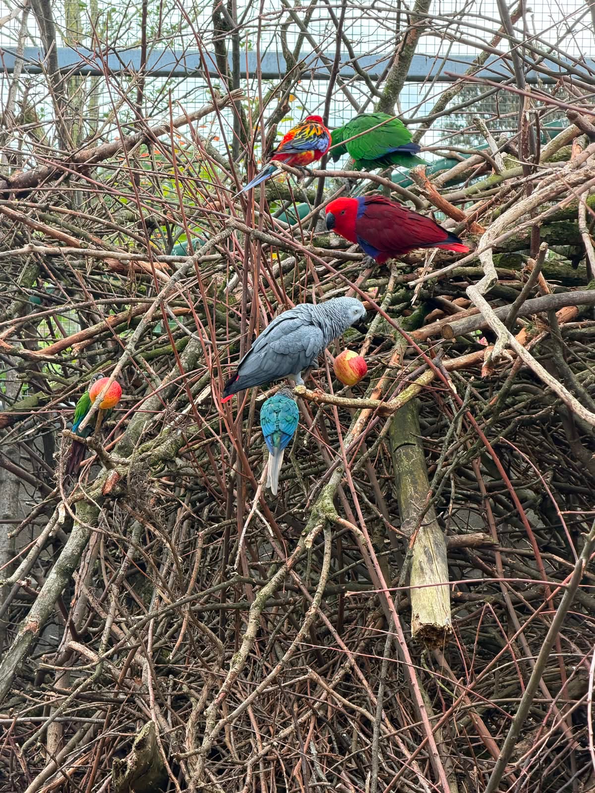 Help Us Build a Lifeline for Vulnerable Parrots campaign photo, 4 of 5