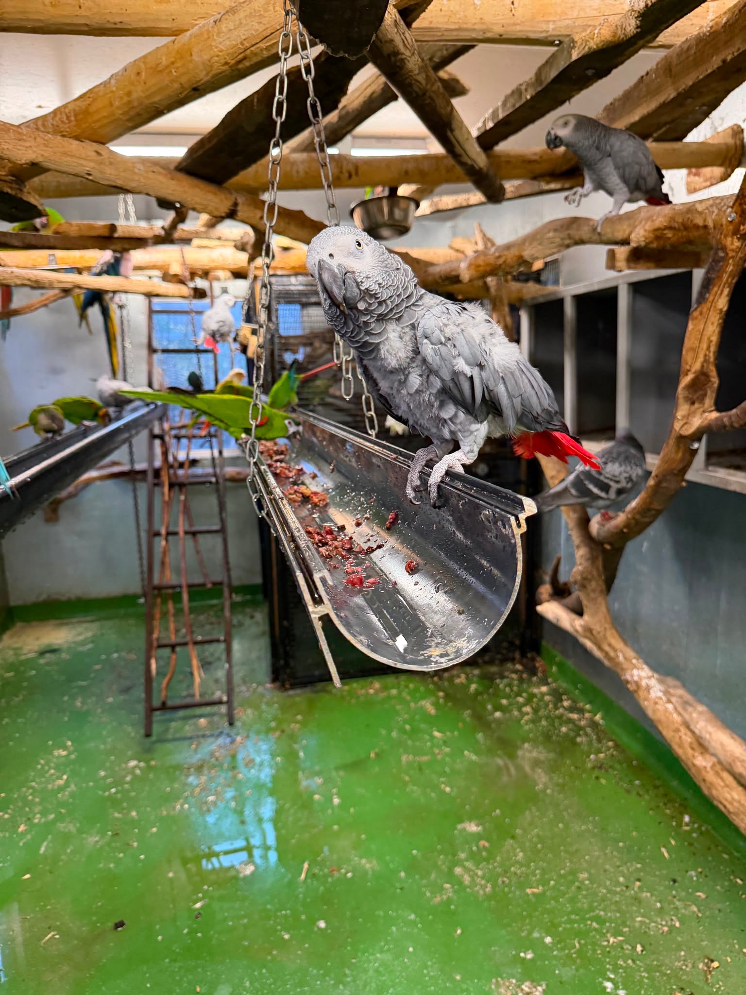 Help Us Build a Lifeline for Vulnerable Parrots campaign photo, 2 of 5