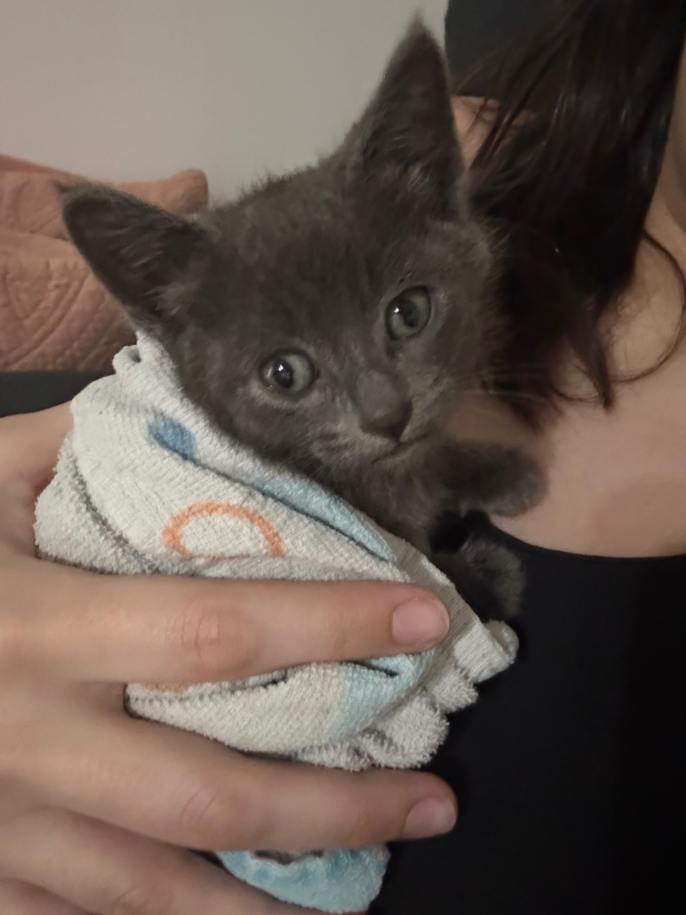 Care for Loki: From Rescue to Recovery campaign photo, 7 of 8