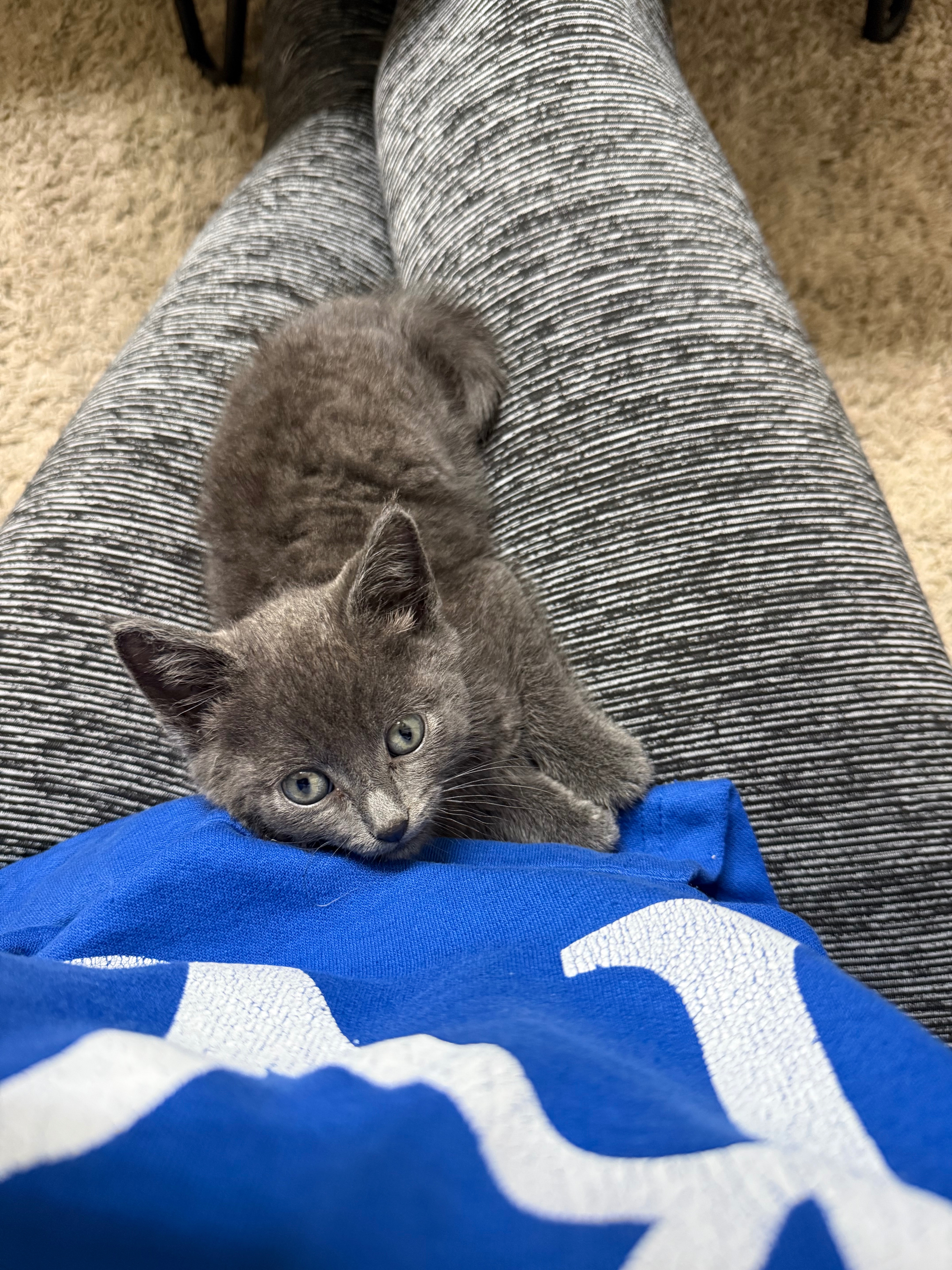 Care for Loki: From Rescue to Recovery campaign photo, 6 of 8
