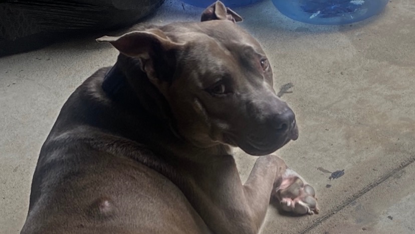 Help Save Blue: A Beloved Rescue Dog