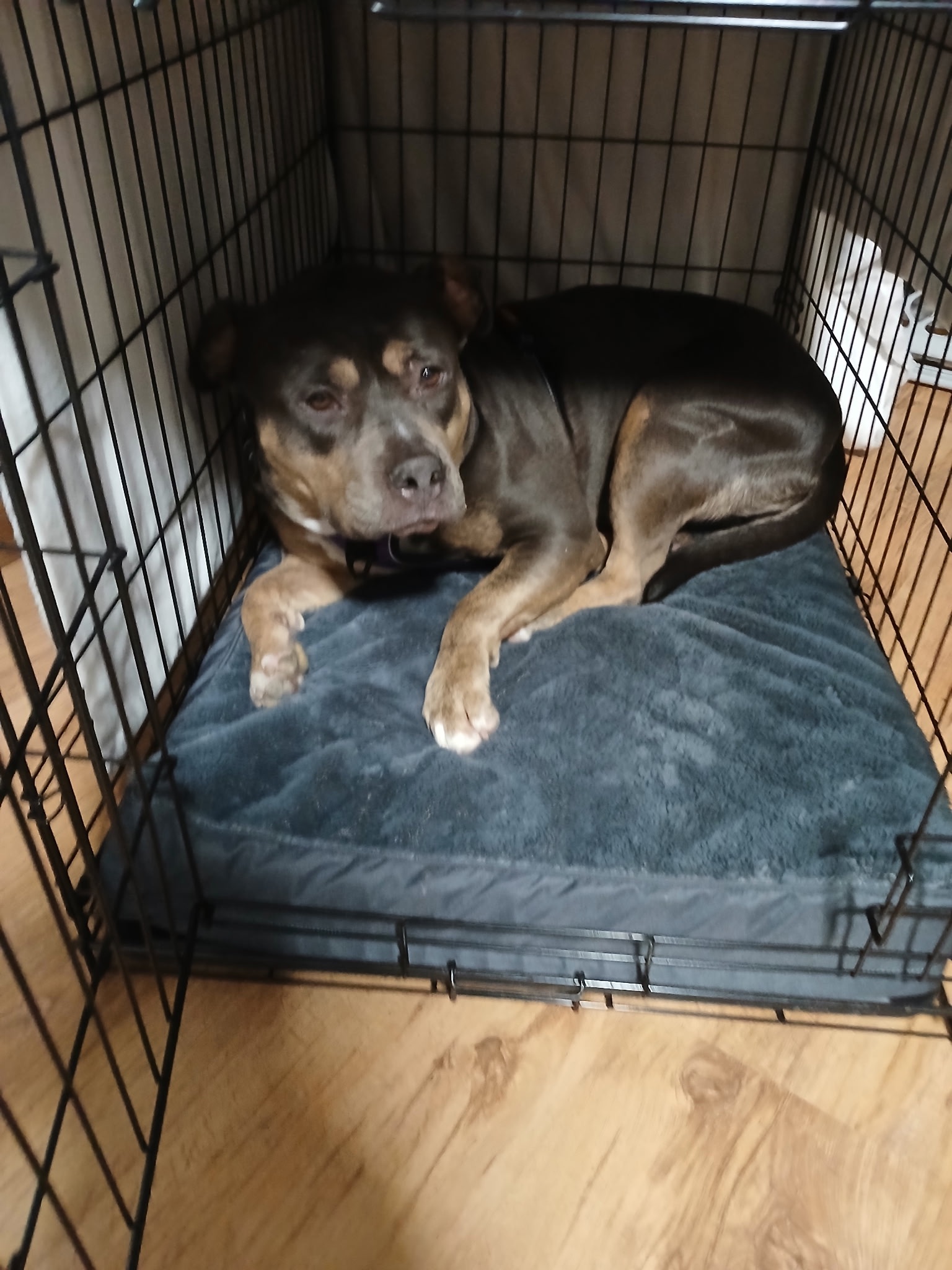 Help Momma Recover: Emergency Vet Surgery campaign photo, 7 of 8