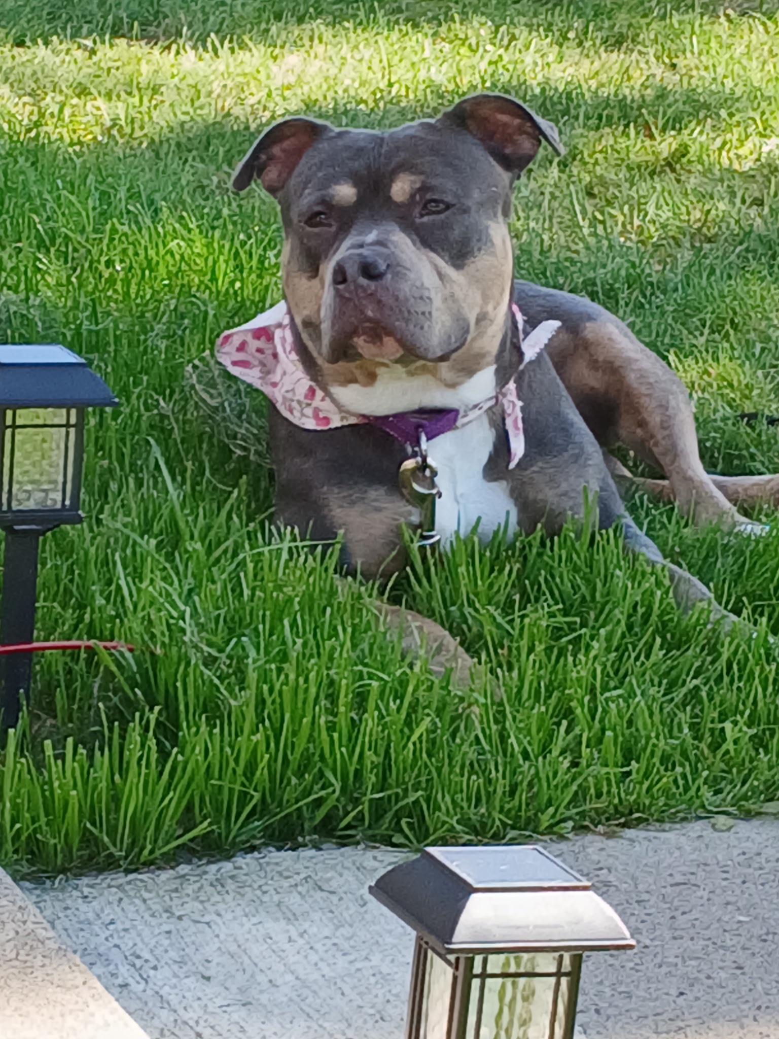 Help Momma Recover: Emergency Vet Surgery campaign photo, 4 of 8
