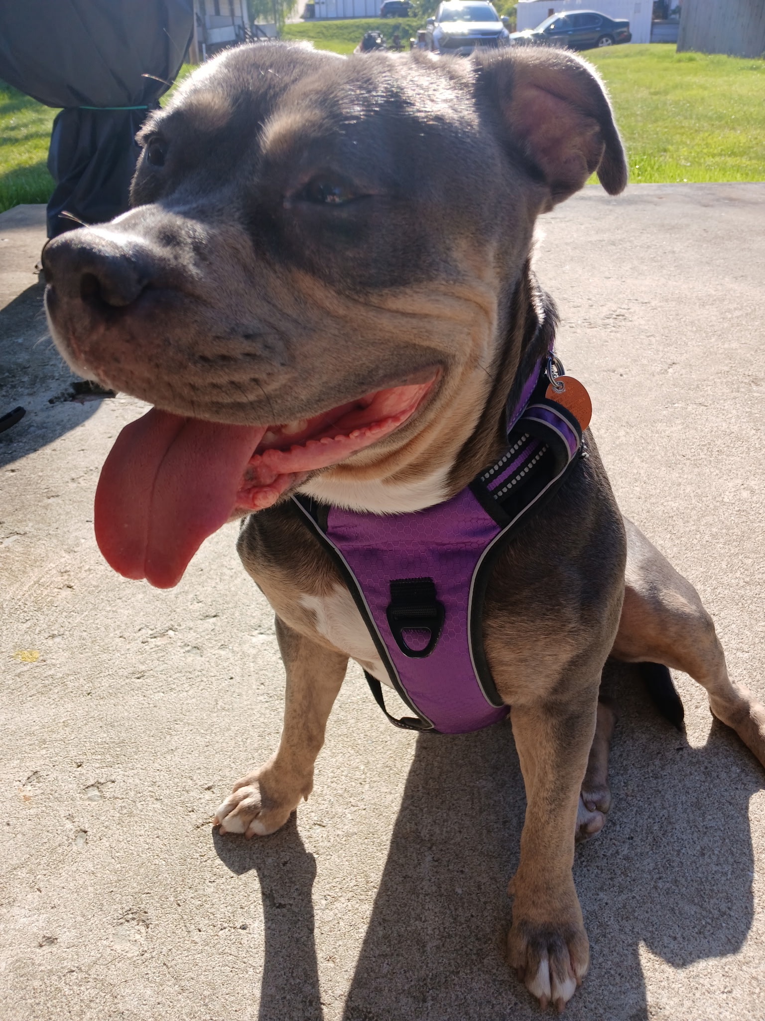 Help Momma Recover: Emergency Vet Surgery campaign photo, 2 of 8